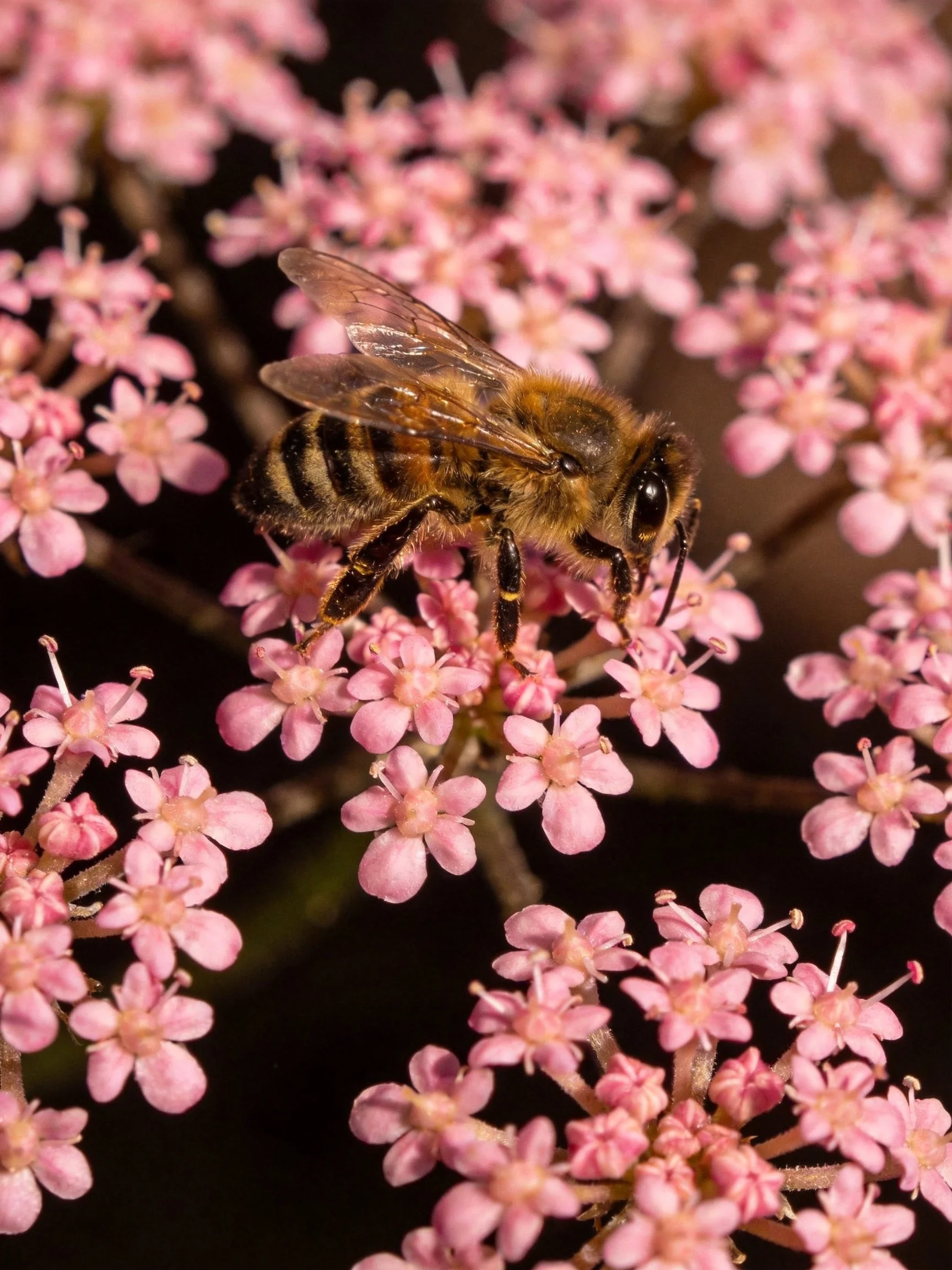 A honeybee foraging on clusters of small pink flowers