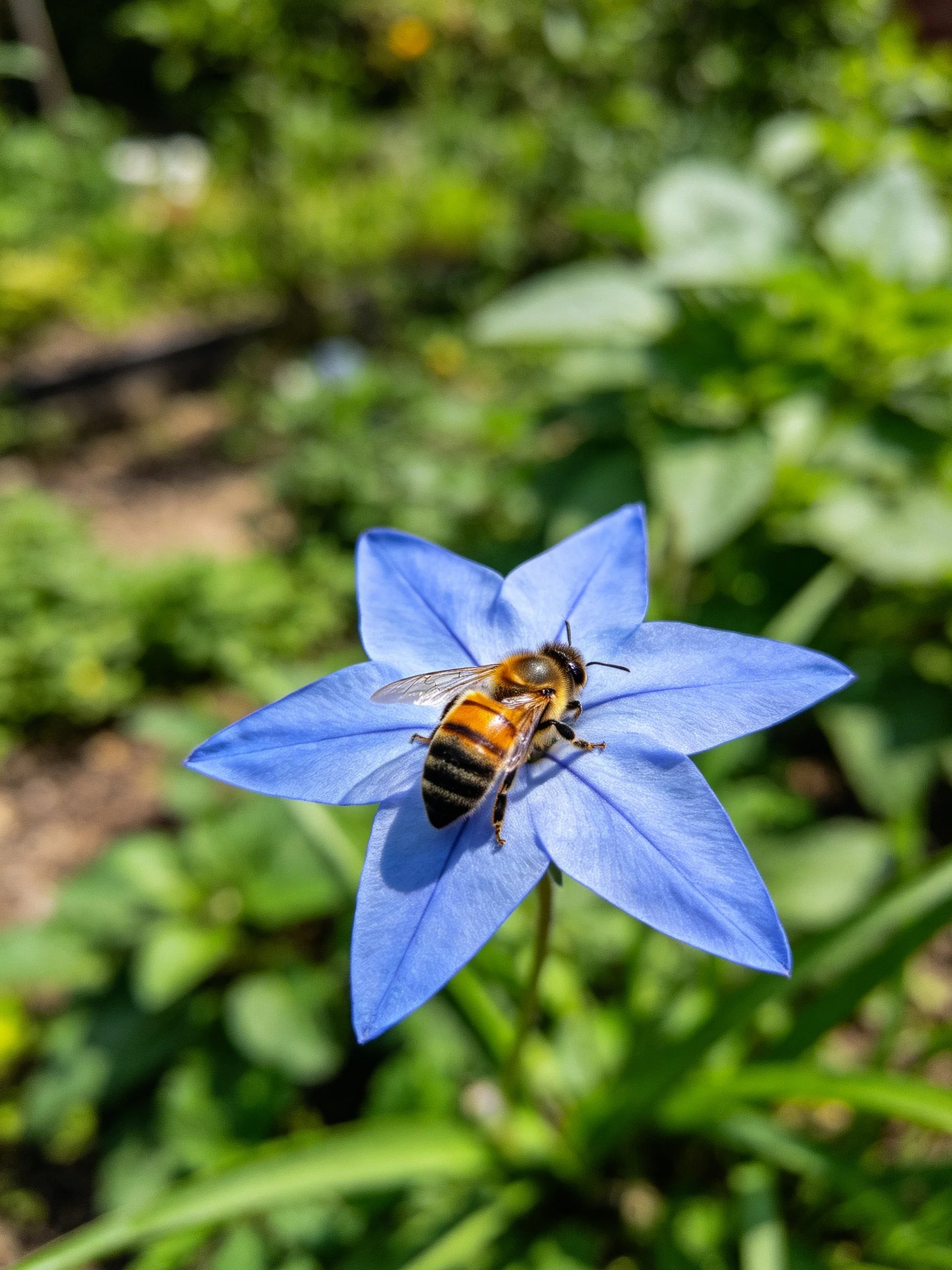 A honeybee gathering nectar from a bright blue star - shaped flower