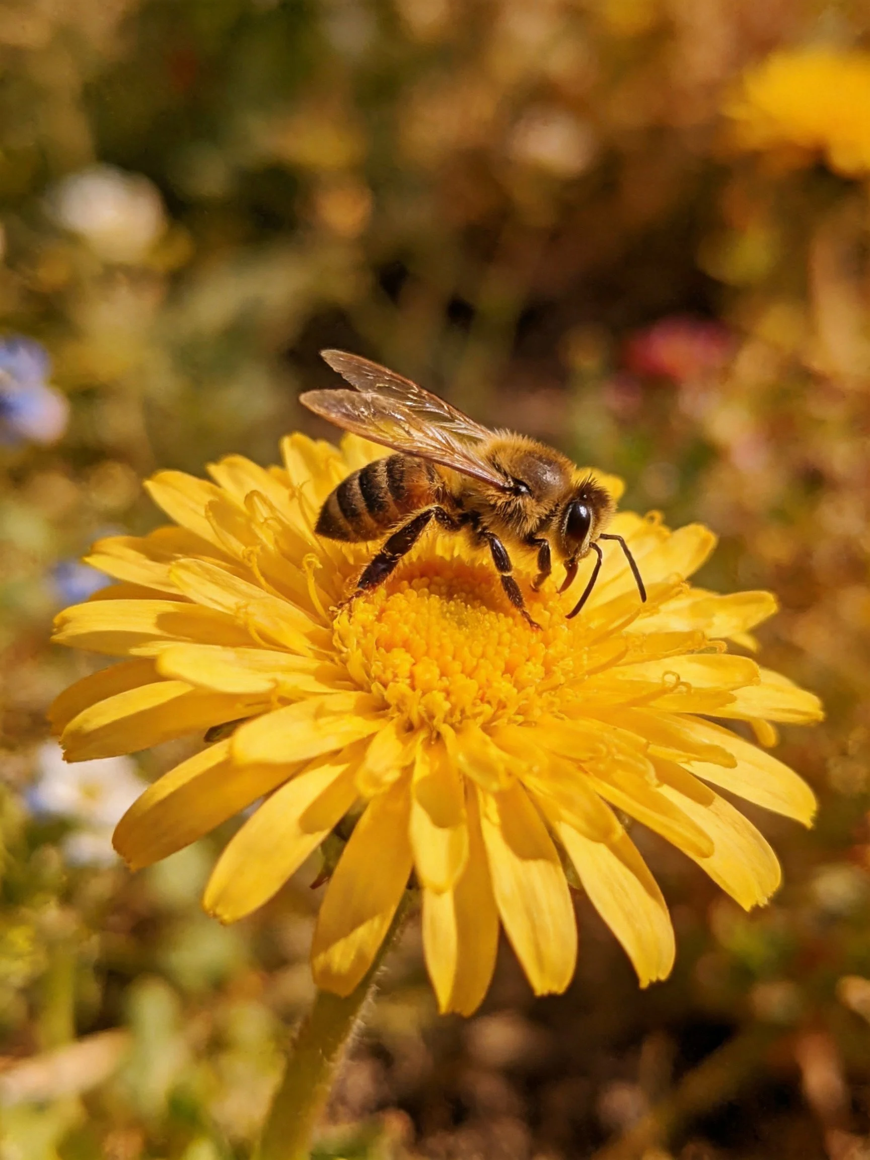 A honeybee gathering nectar from a bright yellow flower