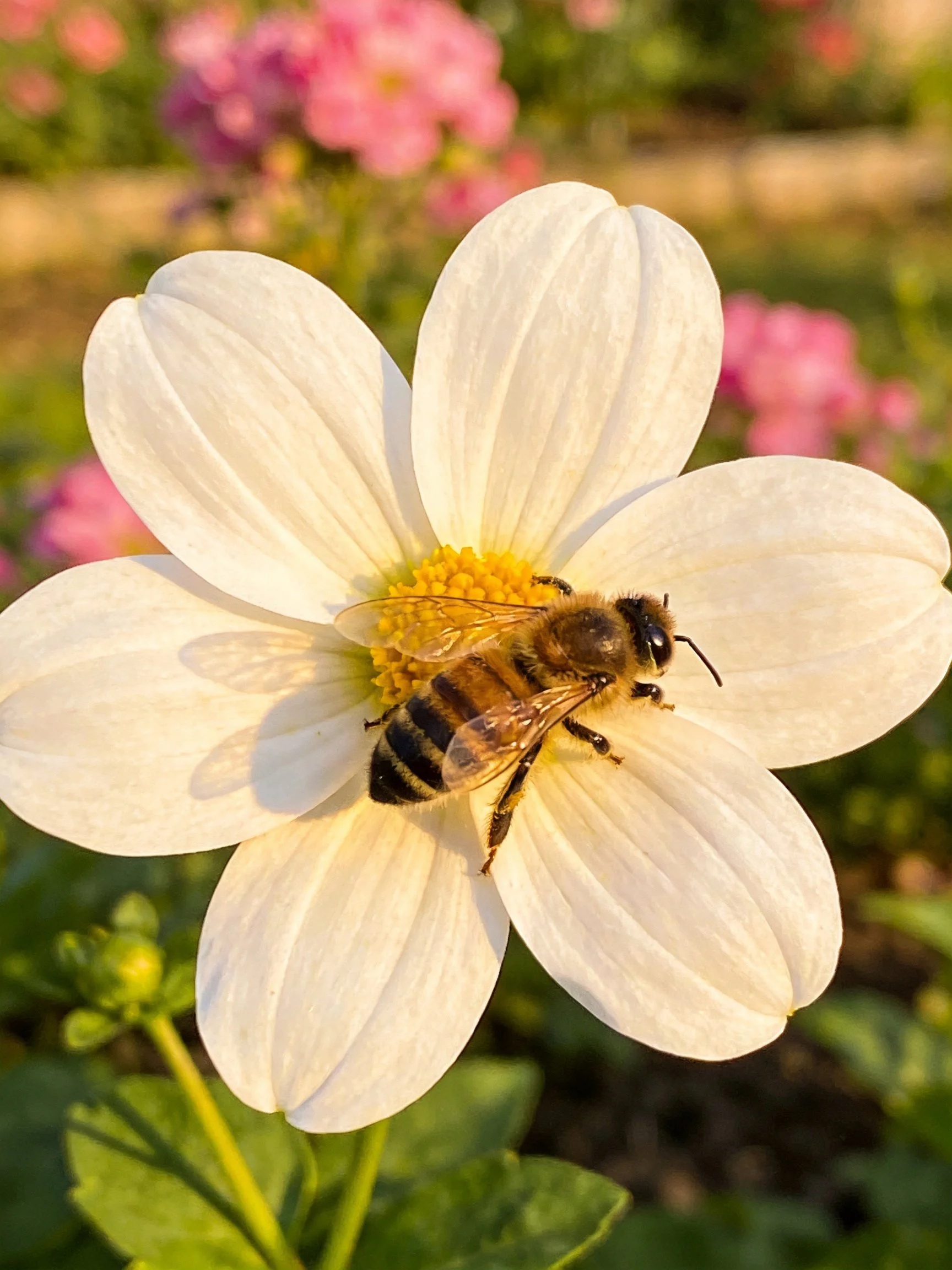 A honeybee gathering nectar from a large white flower with a yellow center