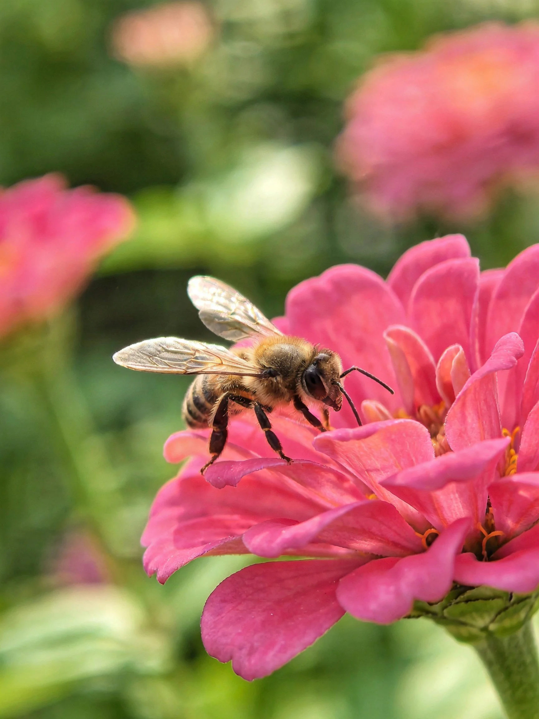 A honeybee gathering nectar from a vibrant pink zinnia
