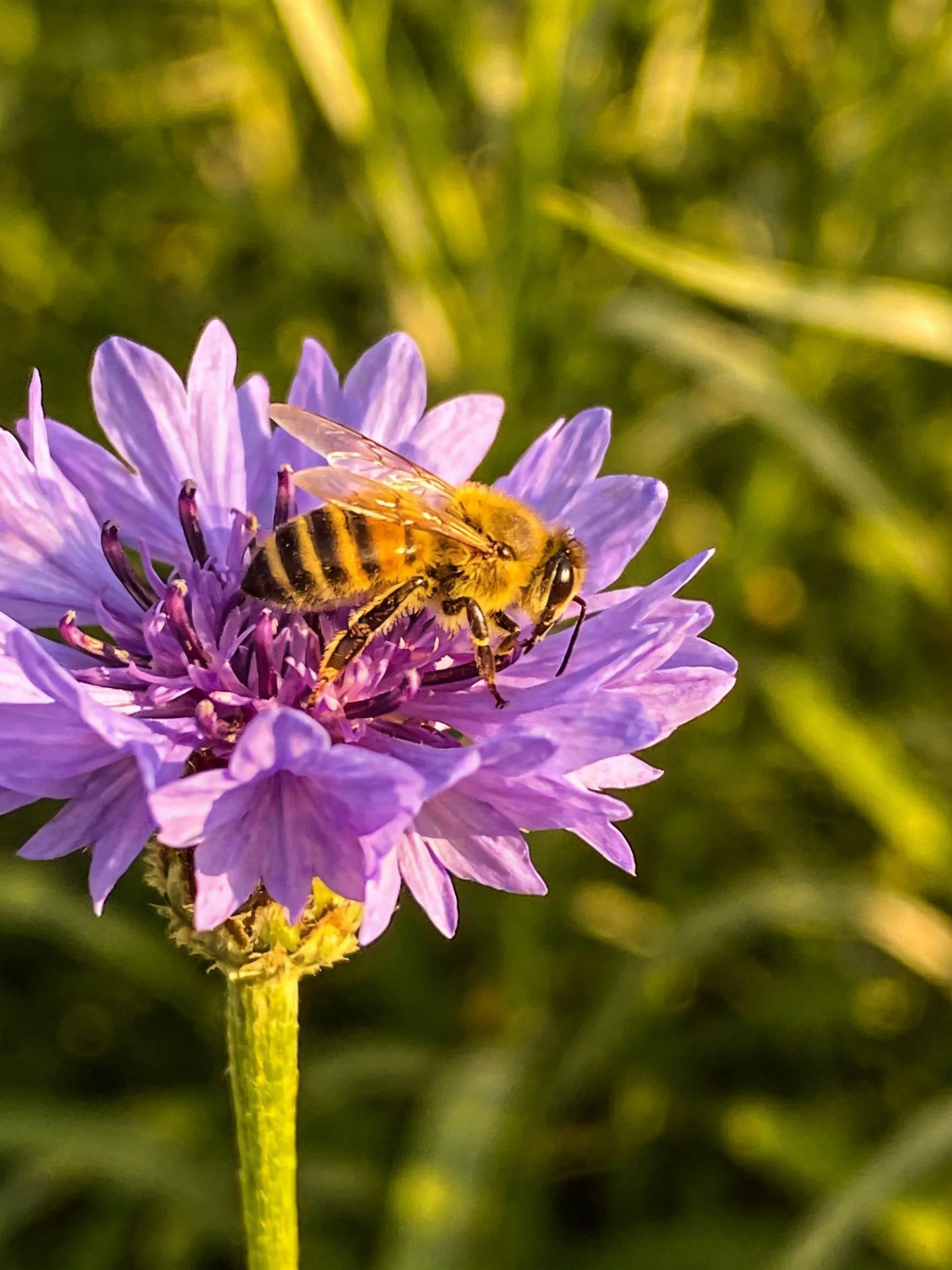 A honeybee gathering nectar from a vibrant purple flower