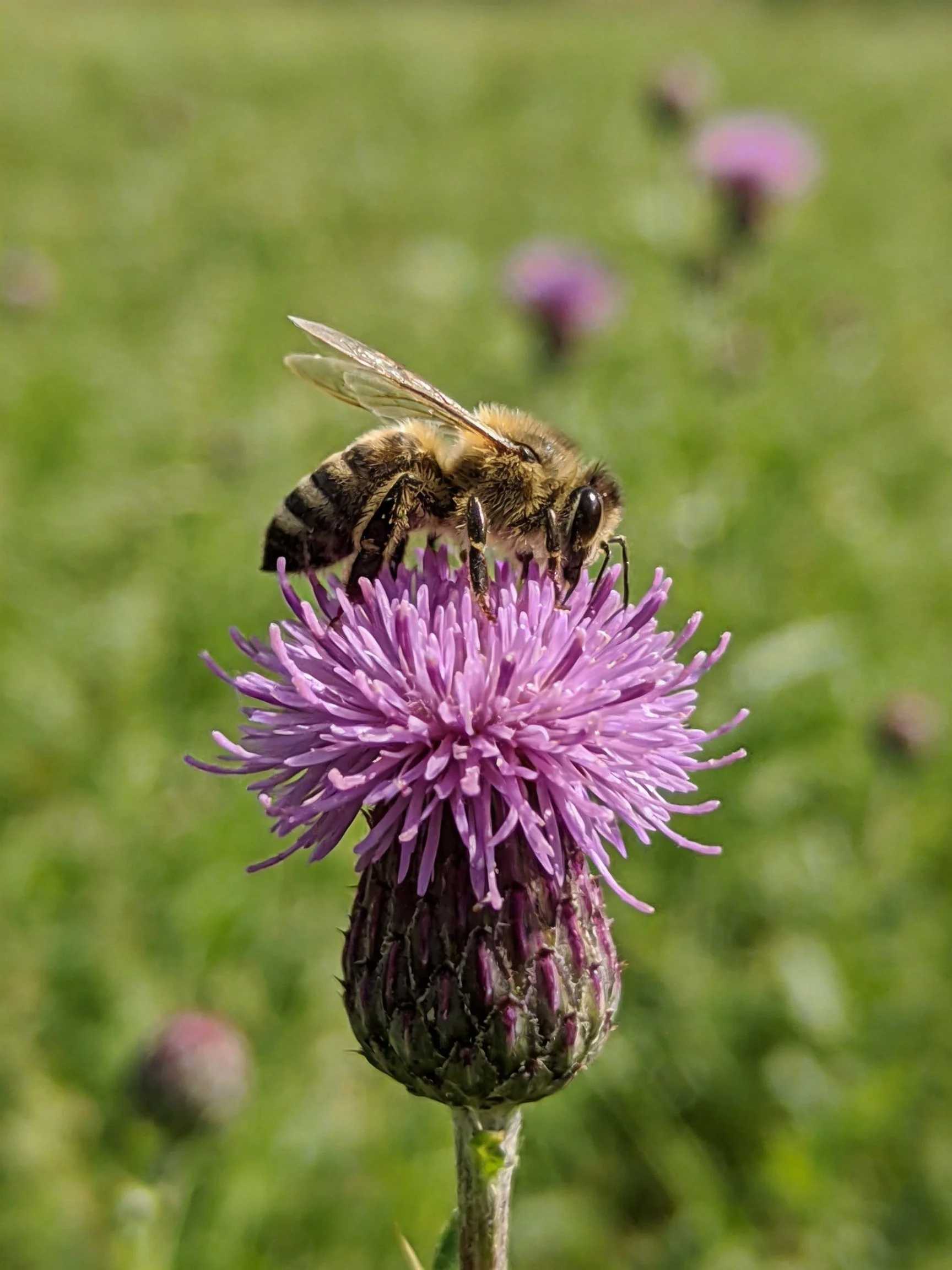 A honeybee gathering nectar from a vibrant purple thistle