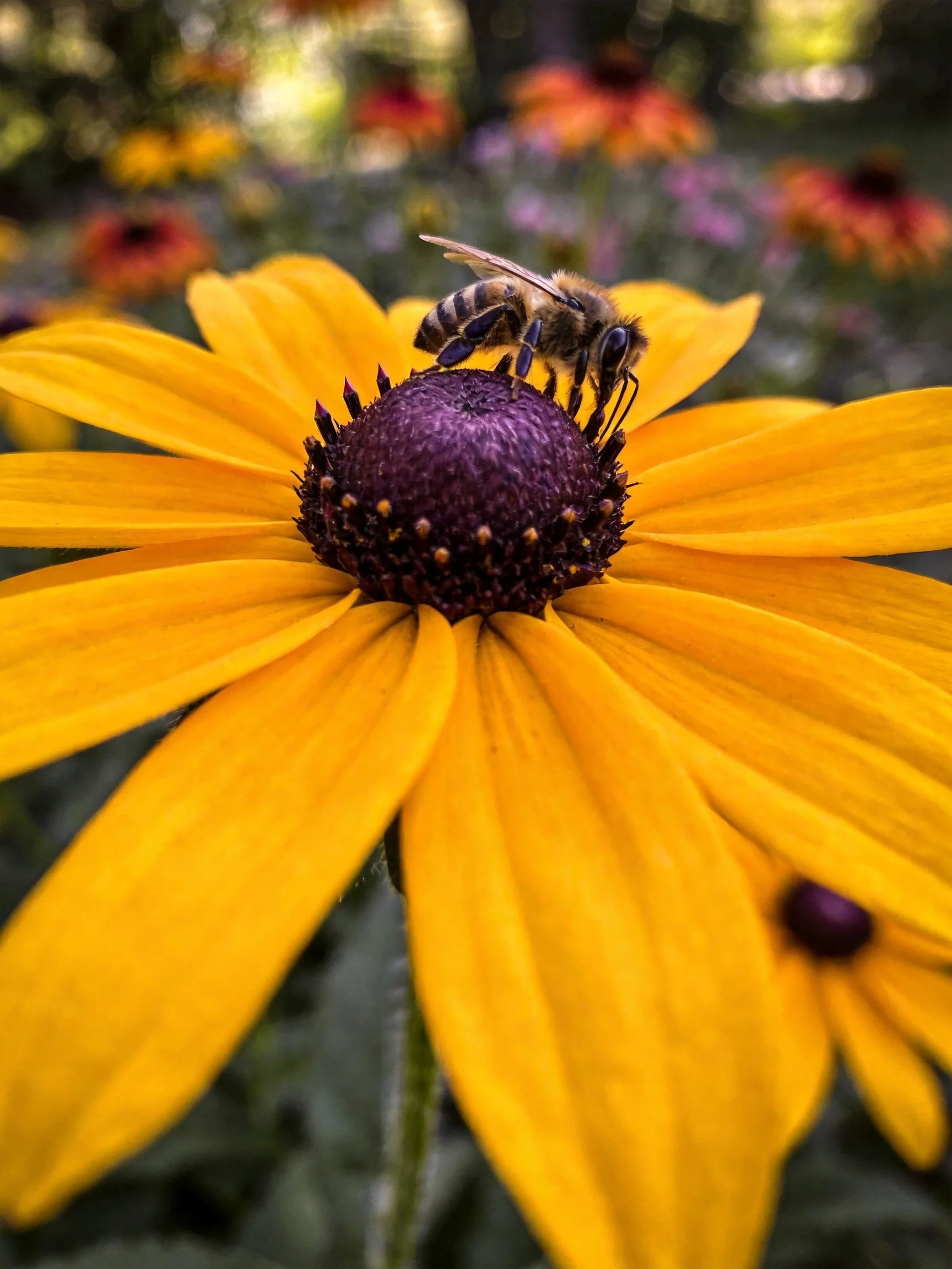 A honeybee gathering nectar from a vibrant yellow coneflower