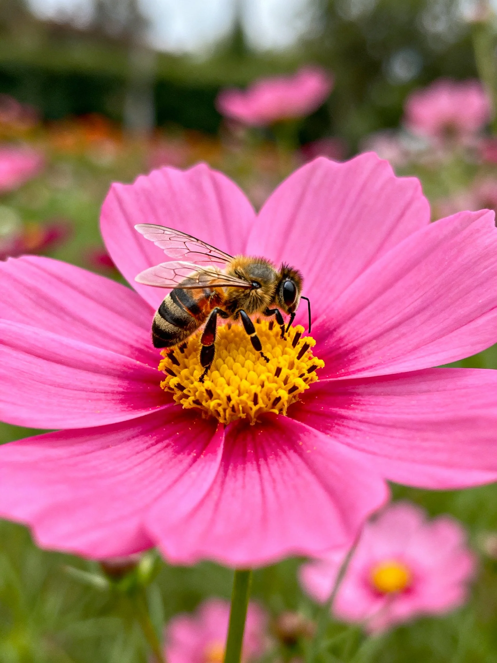 A honeybee gathering nectar from a vivid pink cosmos flower