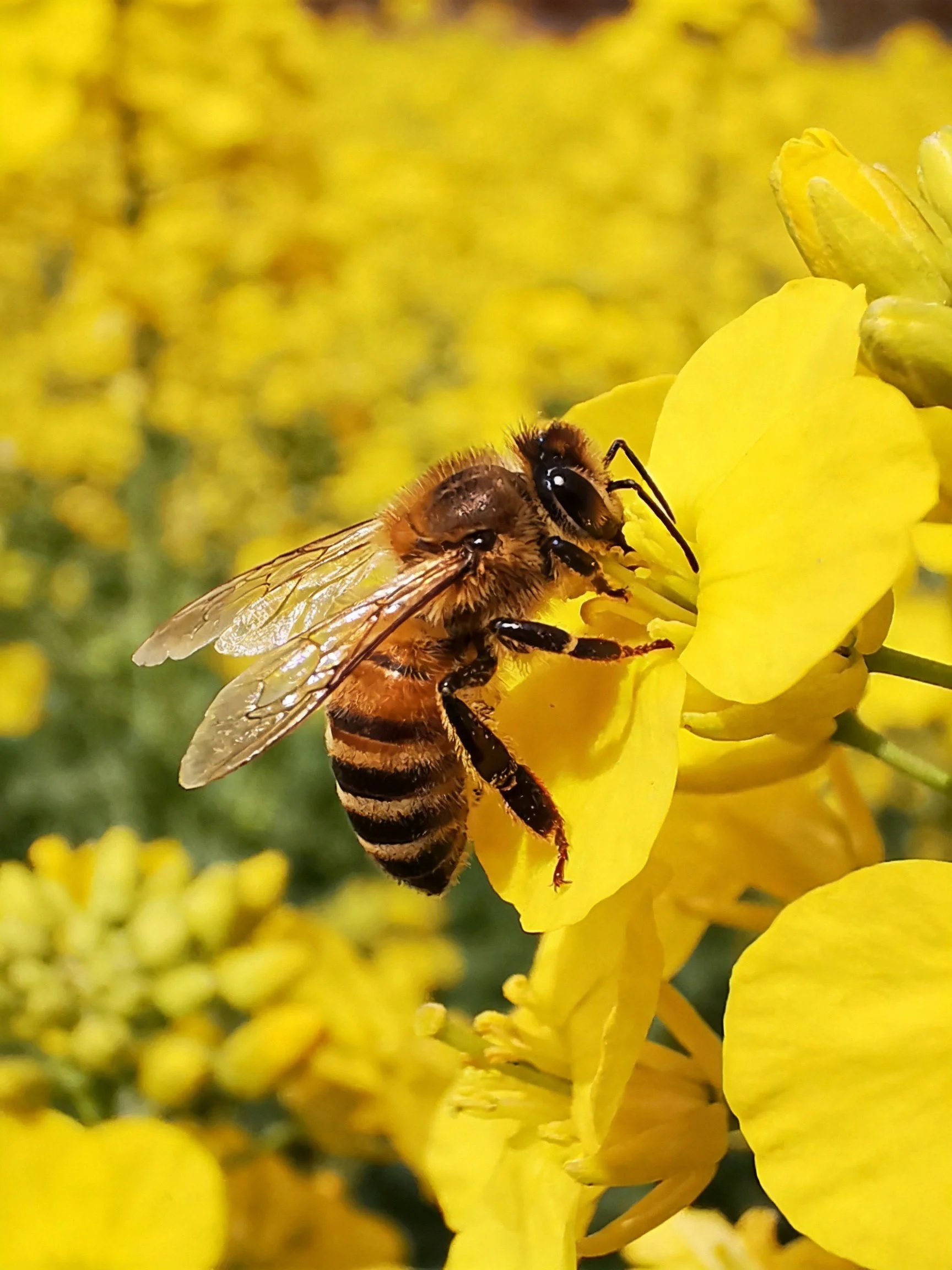 A honeybee gathering nectar from bright yellow rapeseed flowers