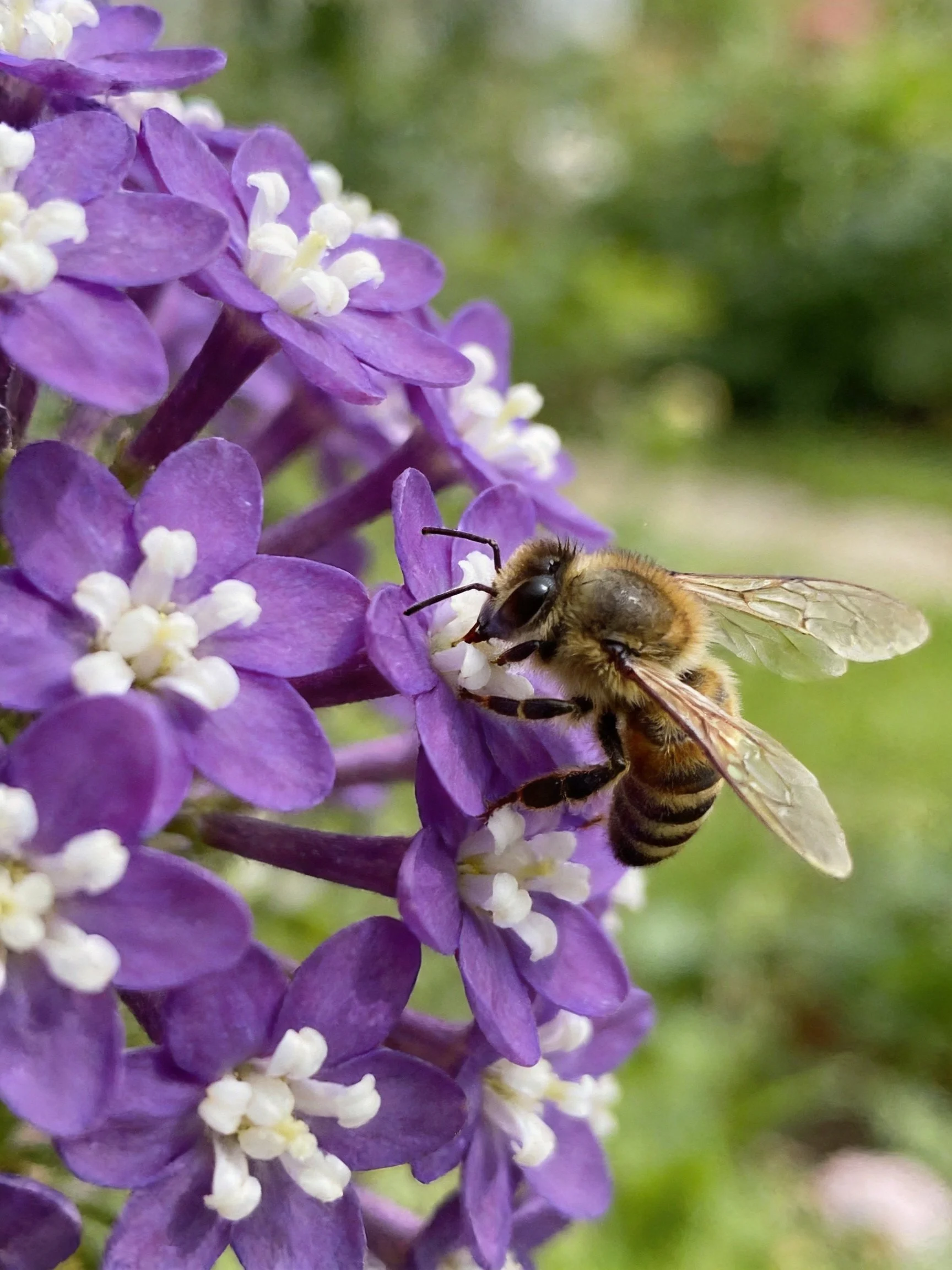 A honeybee gathering nectar from vibrant purple clustered flowers