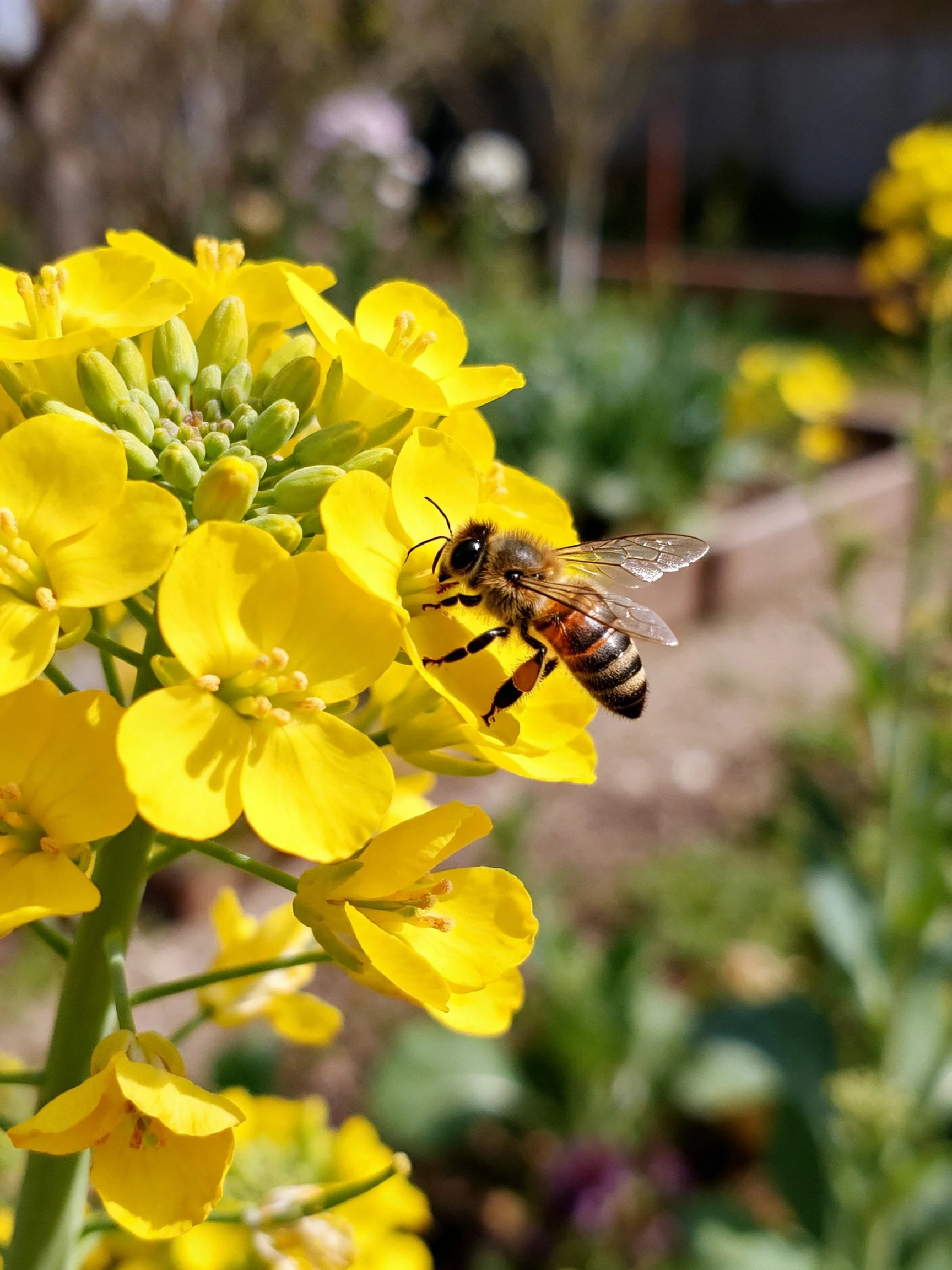 A honeybee gathering nectar from vibrant yellow rapeseed blooms