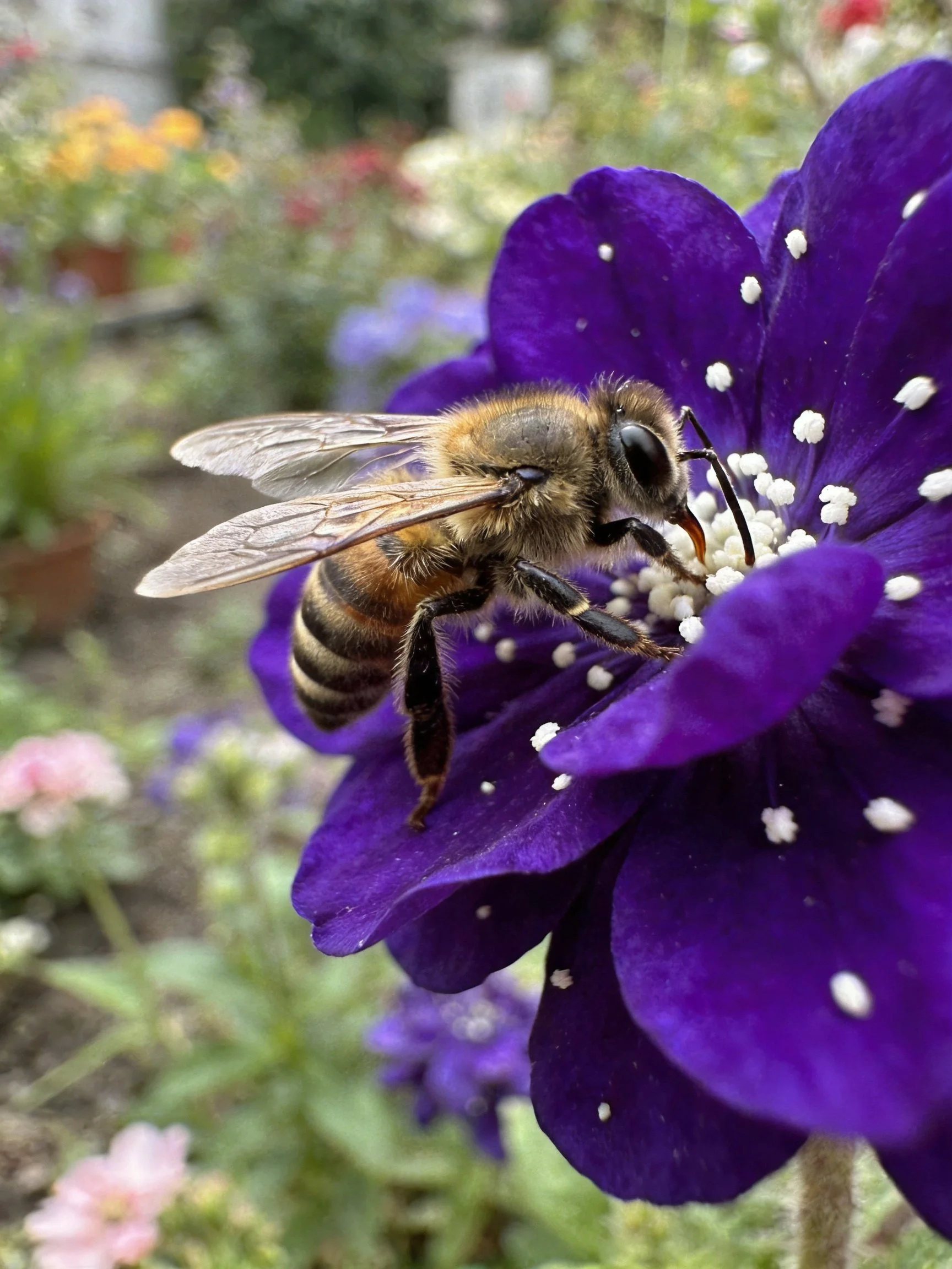 A honeybee gathering pollen from a vibrant purple flower