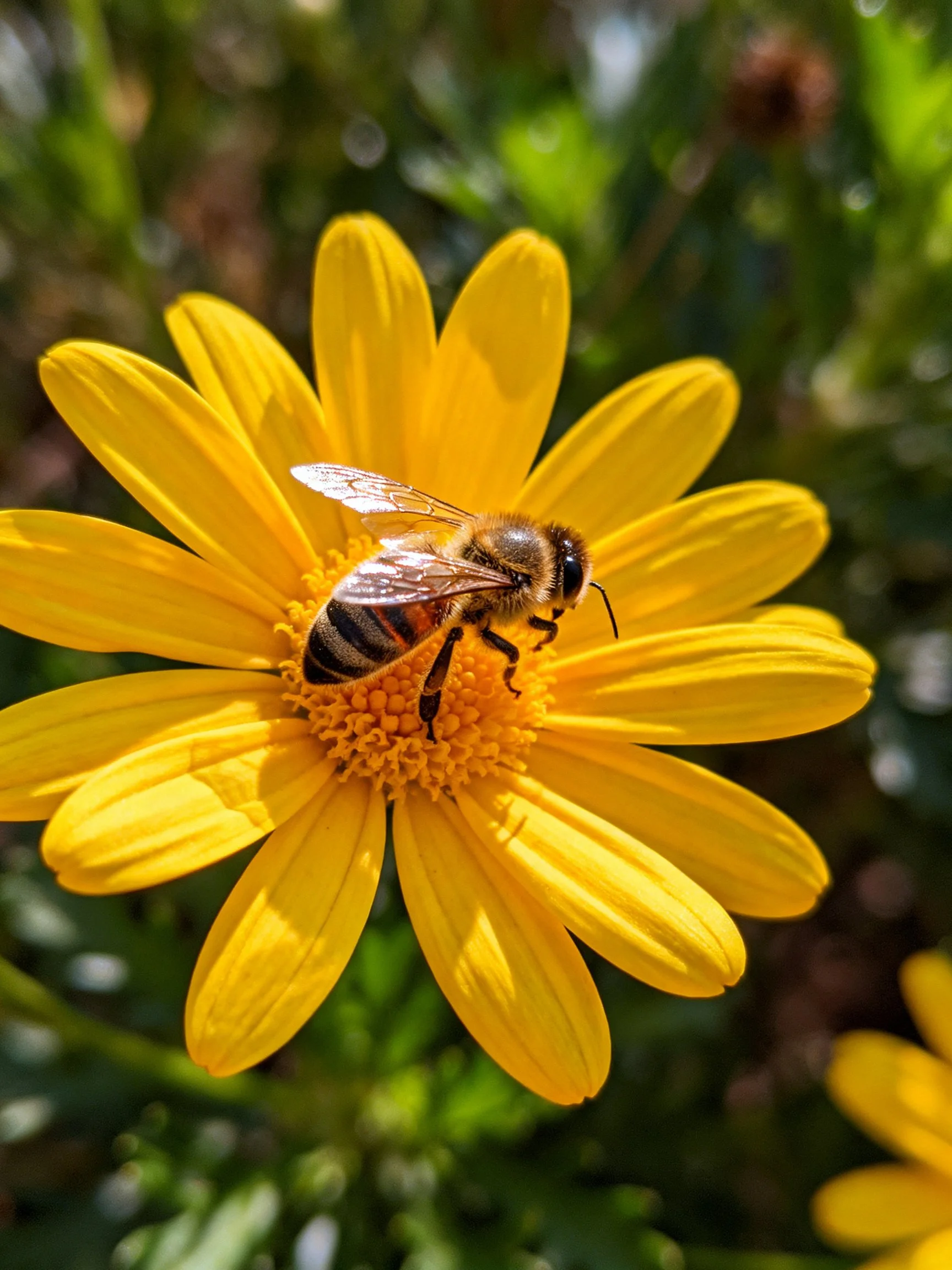 A honeybee gathering pollen on a bright yellow daisy