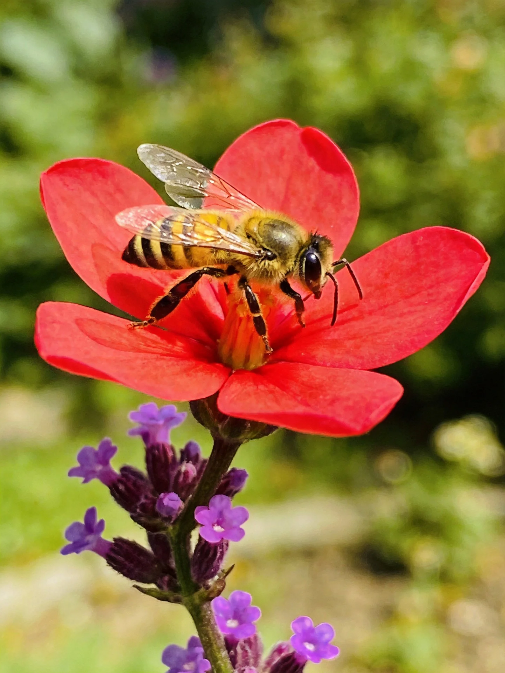 A honeybee gathers nectar from a bright red flower with nearby purple blooms