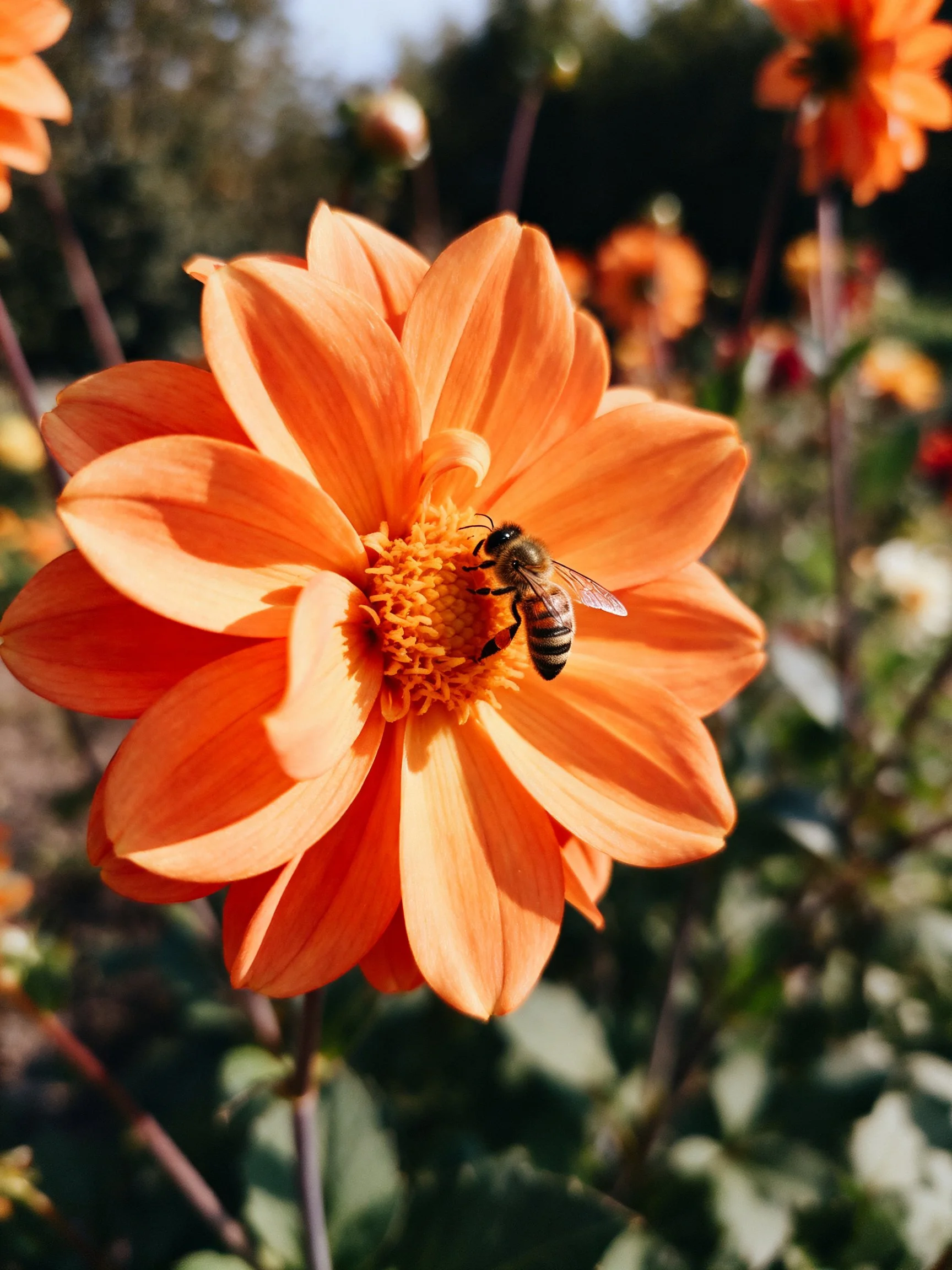 A honeybee gathers nectar from a large orange dahlia flower