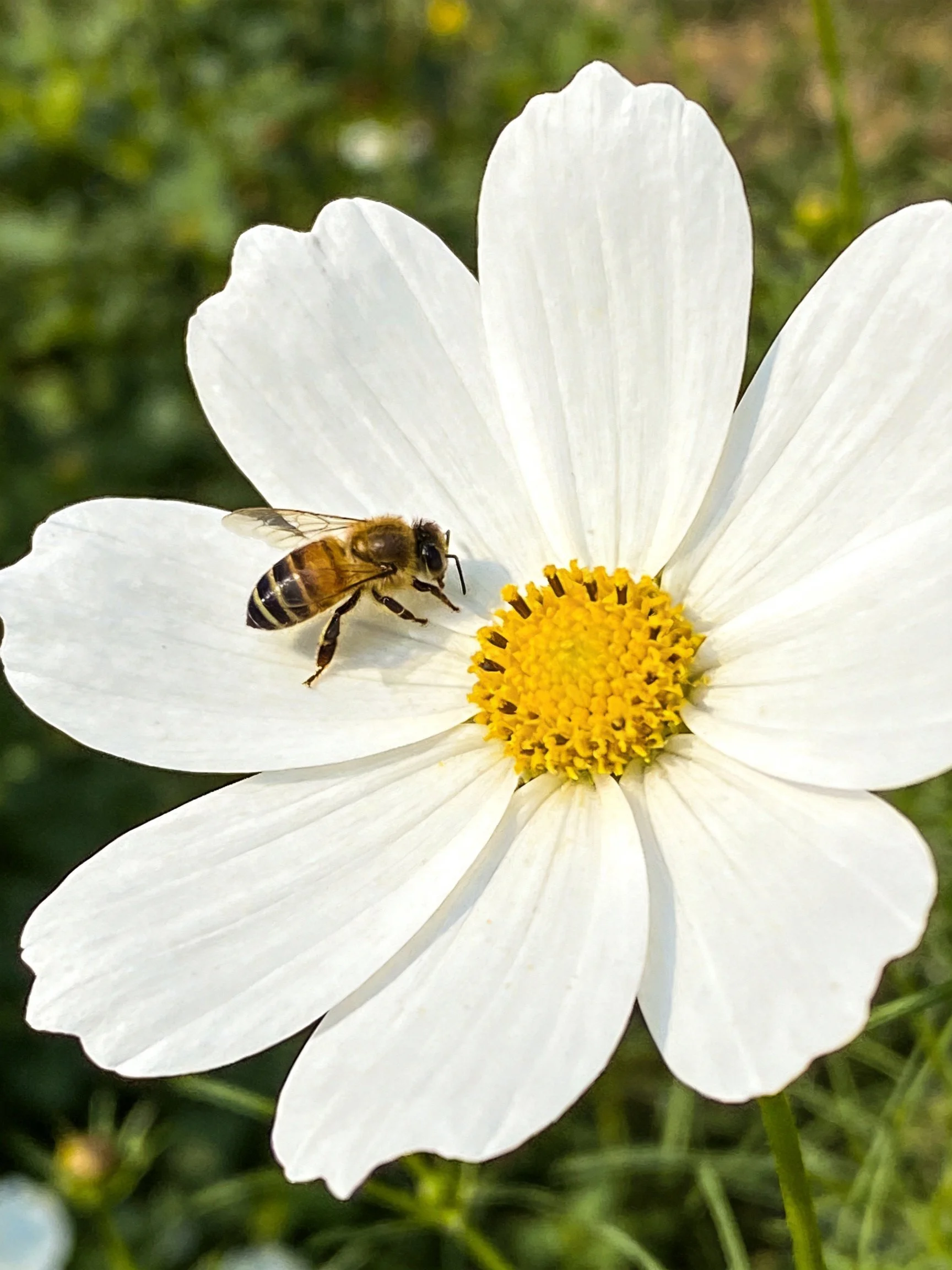 A honeybee gathers nectar from a large white cosmos flower