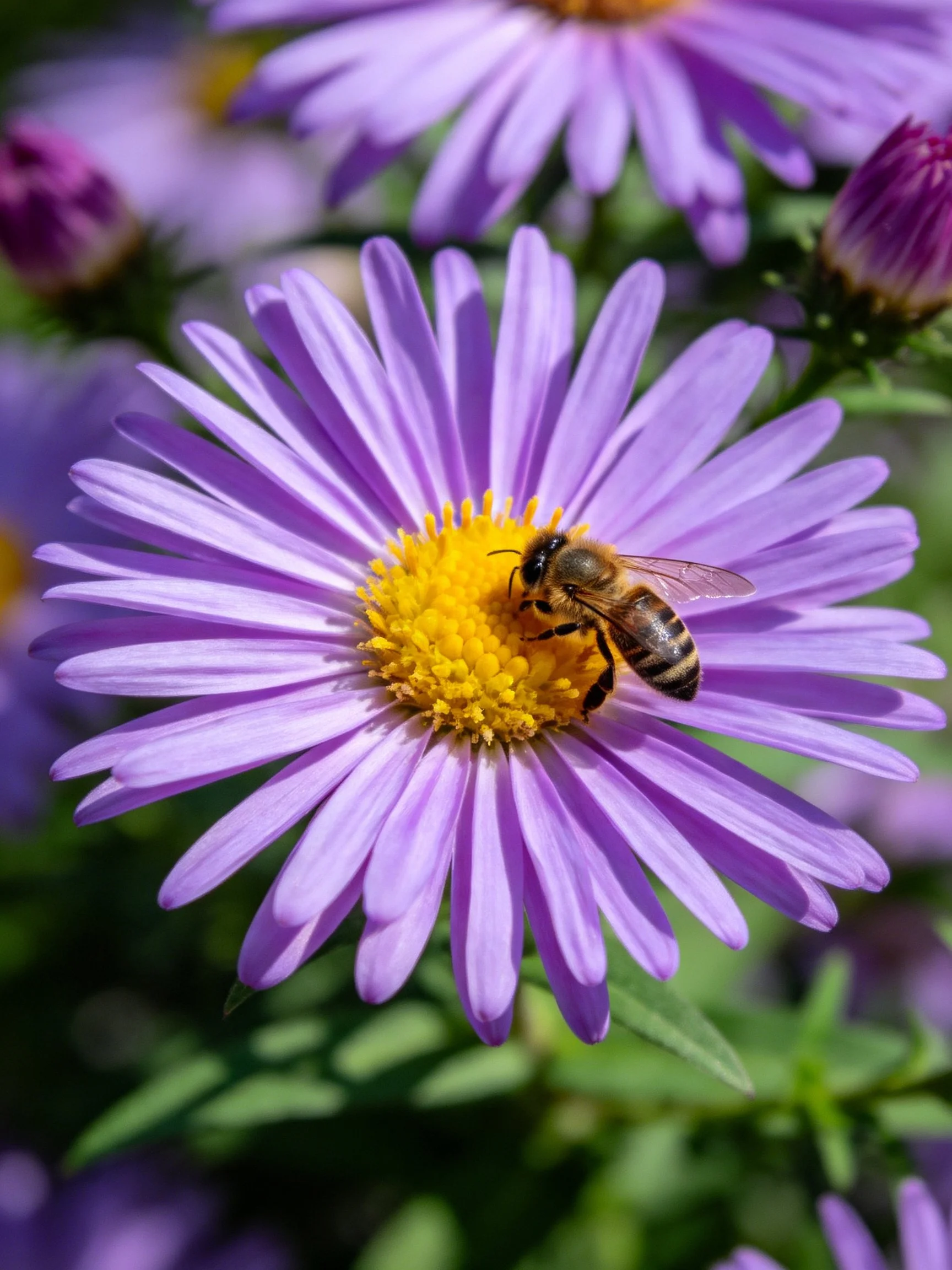 A honeybee gathers nectar from a vibrant purple aster flower