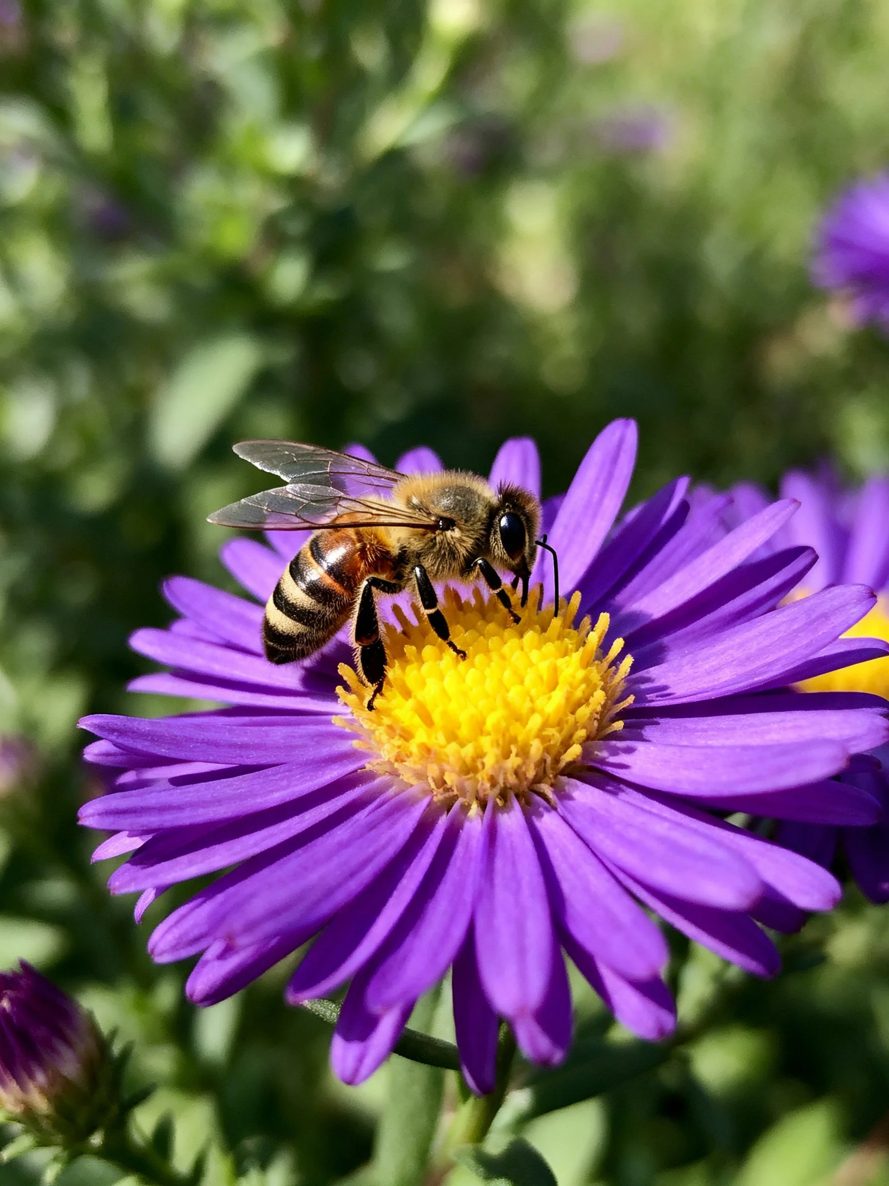 A honeybee gathers nectar from a vibrant purple aster