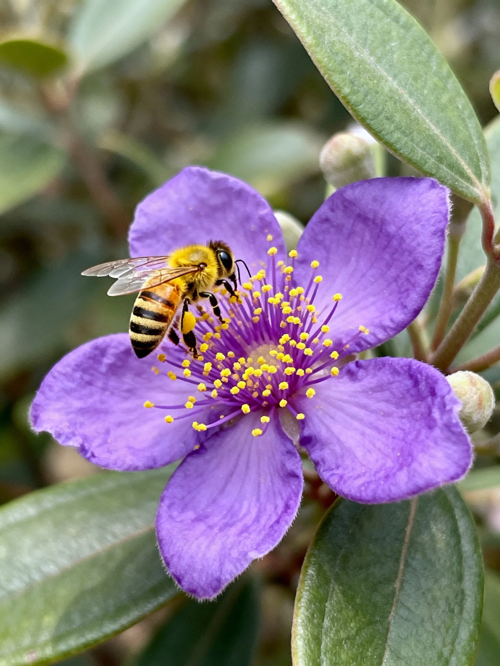 A honeybee gathers nectar from a vibrant purple flower