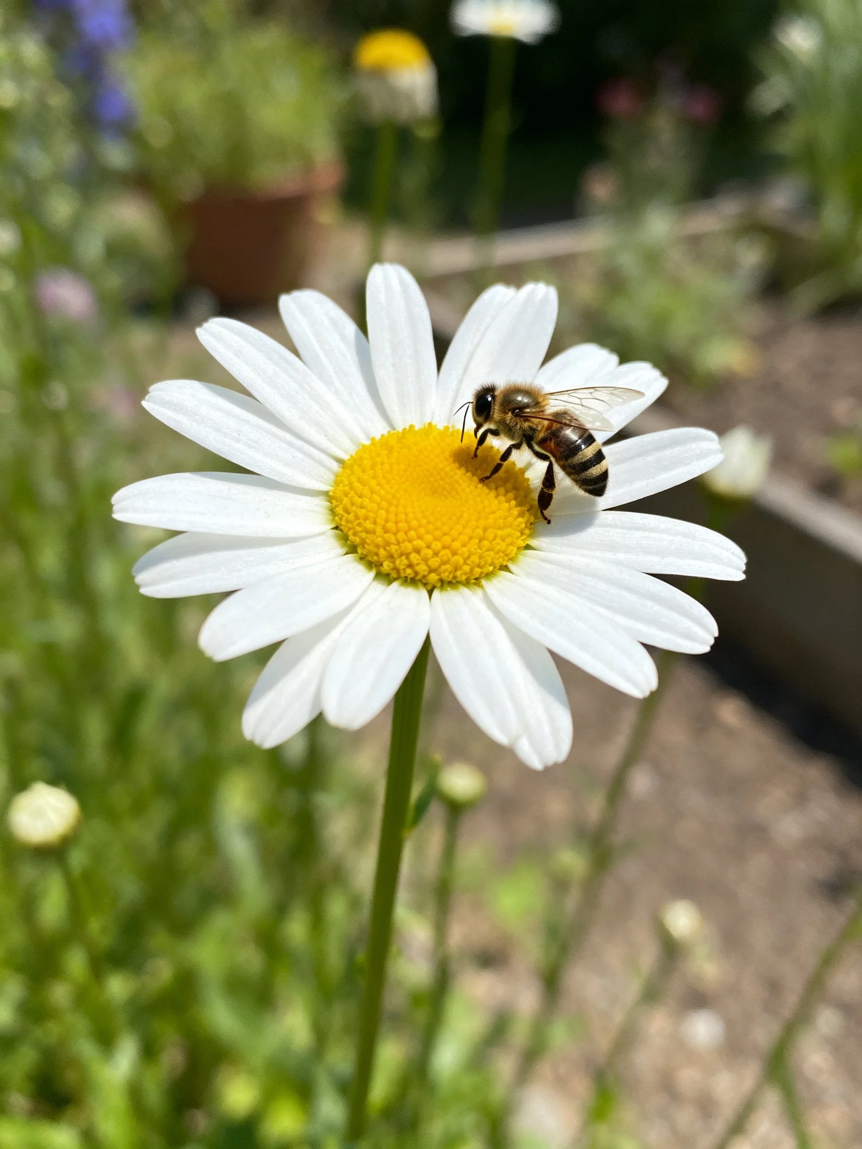 A honeybee gathers nectar from a white daisy with a yellow center