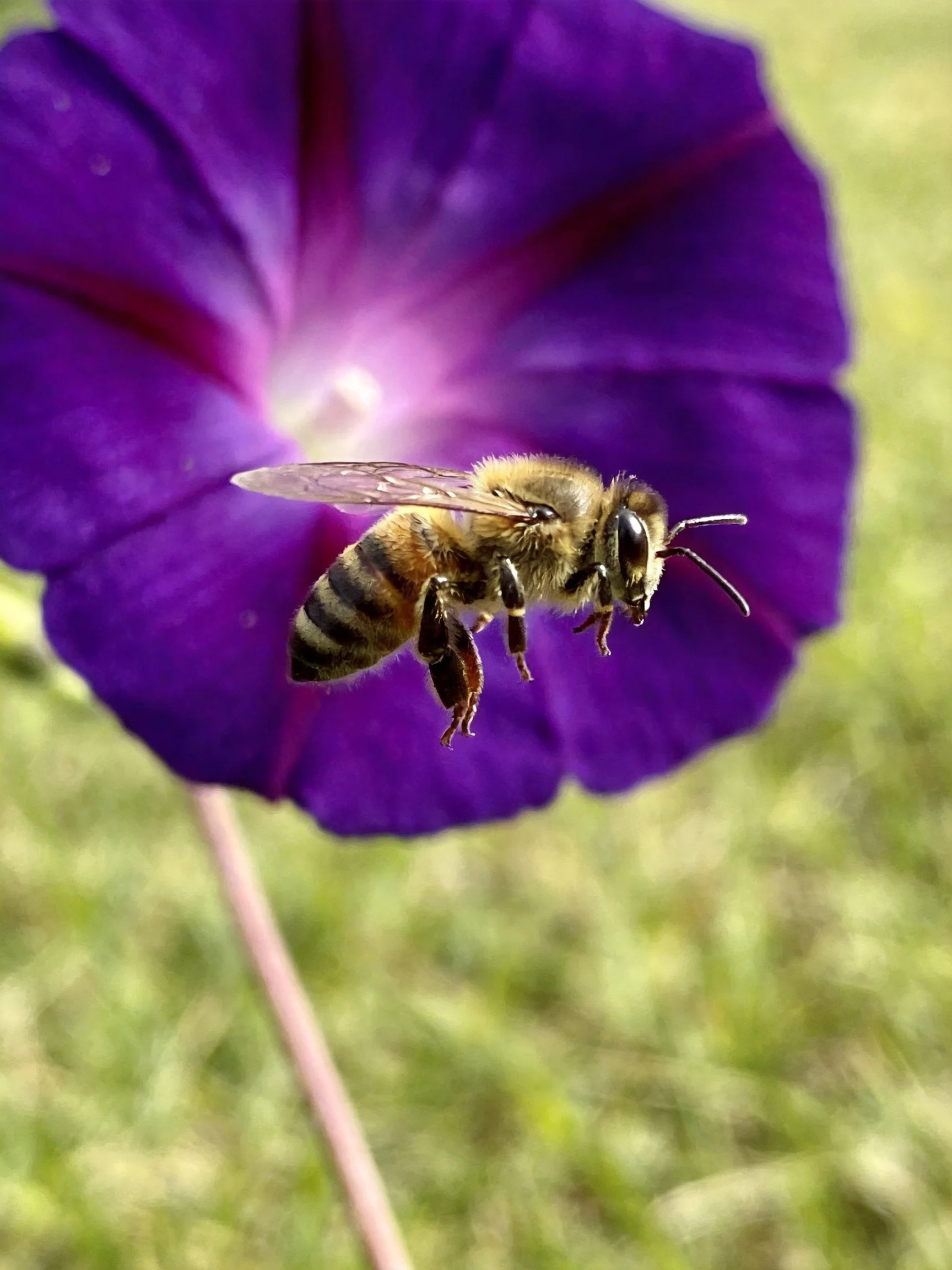 A honeybee hovers beside a large purple morning glory flower