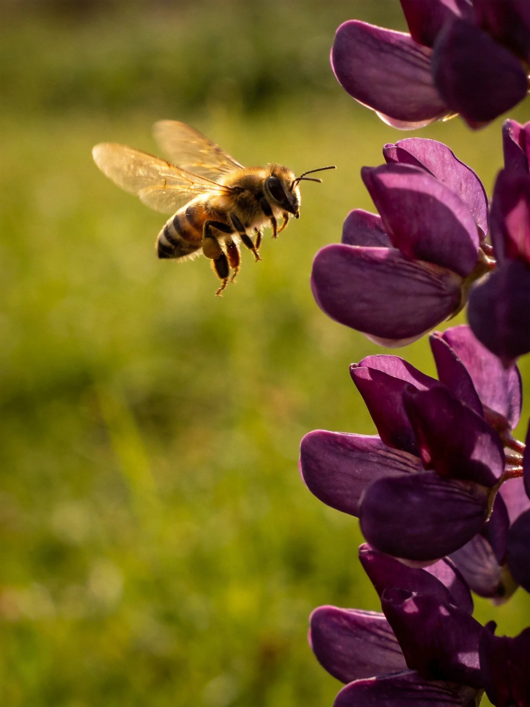 A honeybee hovers near vibrant purple lupine flowers
