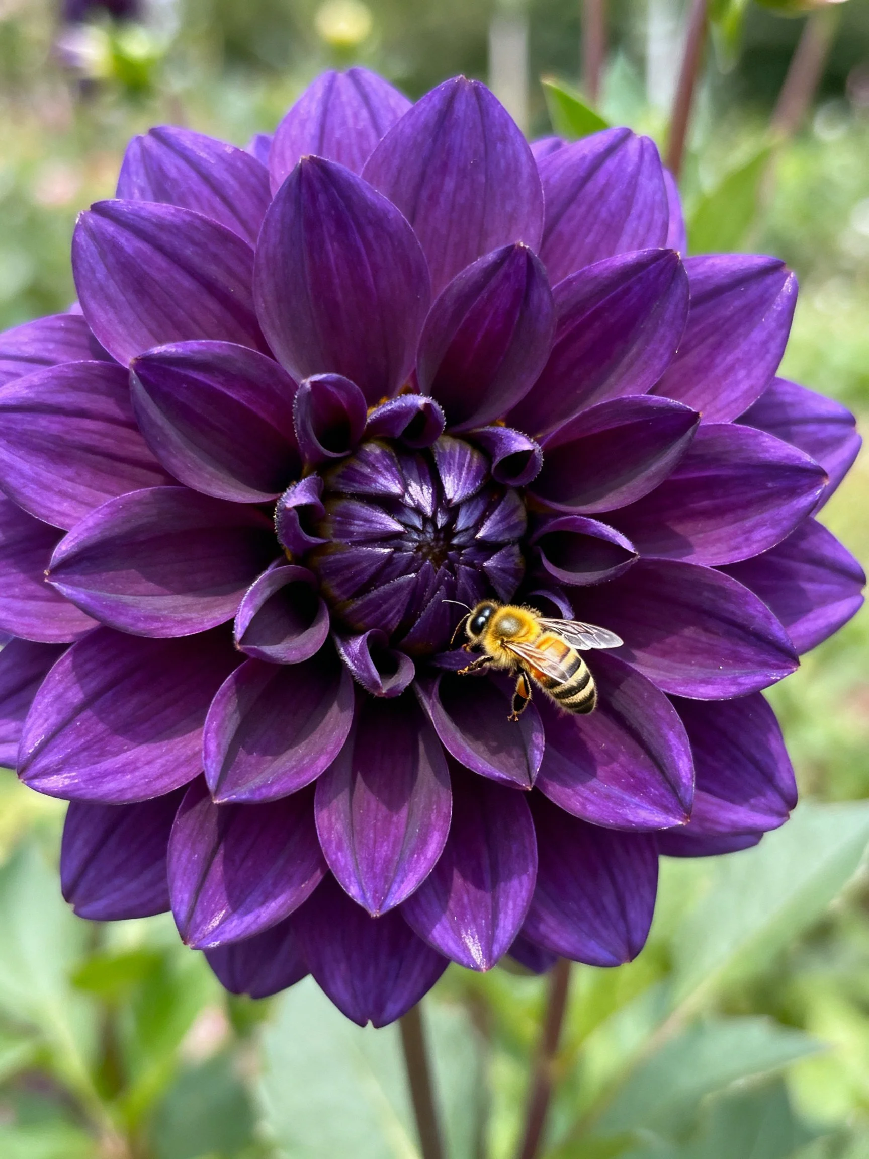 A honeybee on a large purple dahlia flower