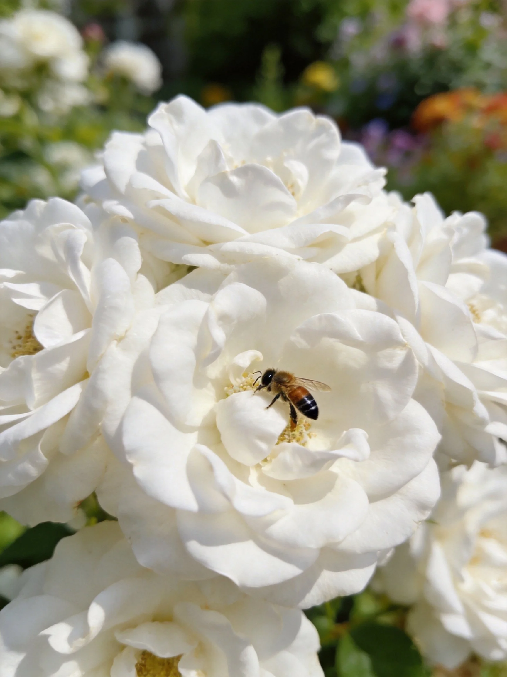 A honeybee on large white roses in a sunny garden