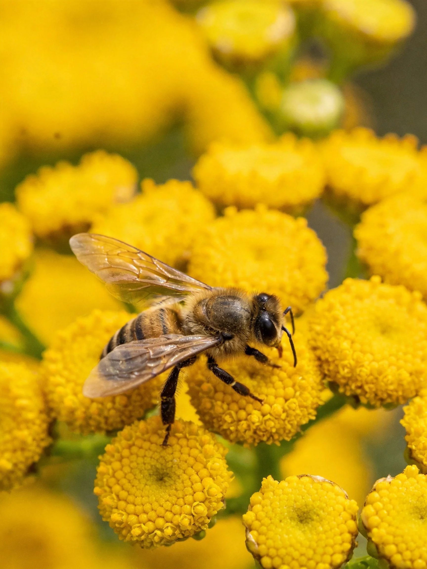 A honeybee perched on vibrant yellow clustered blooms