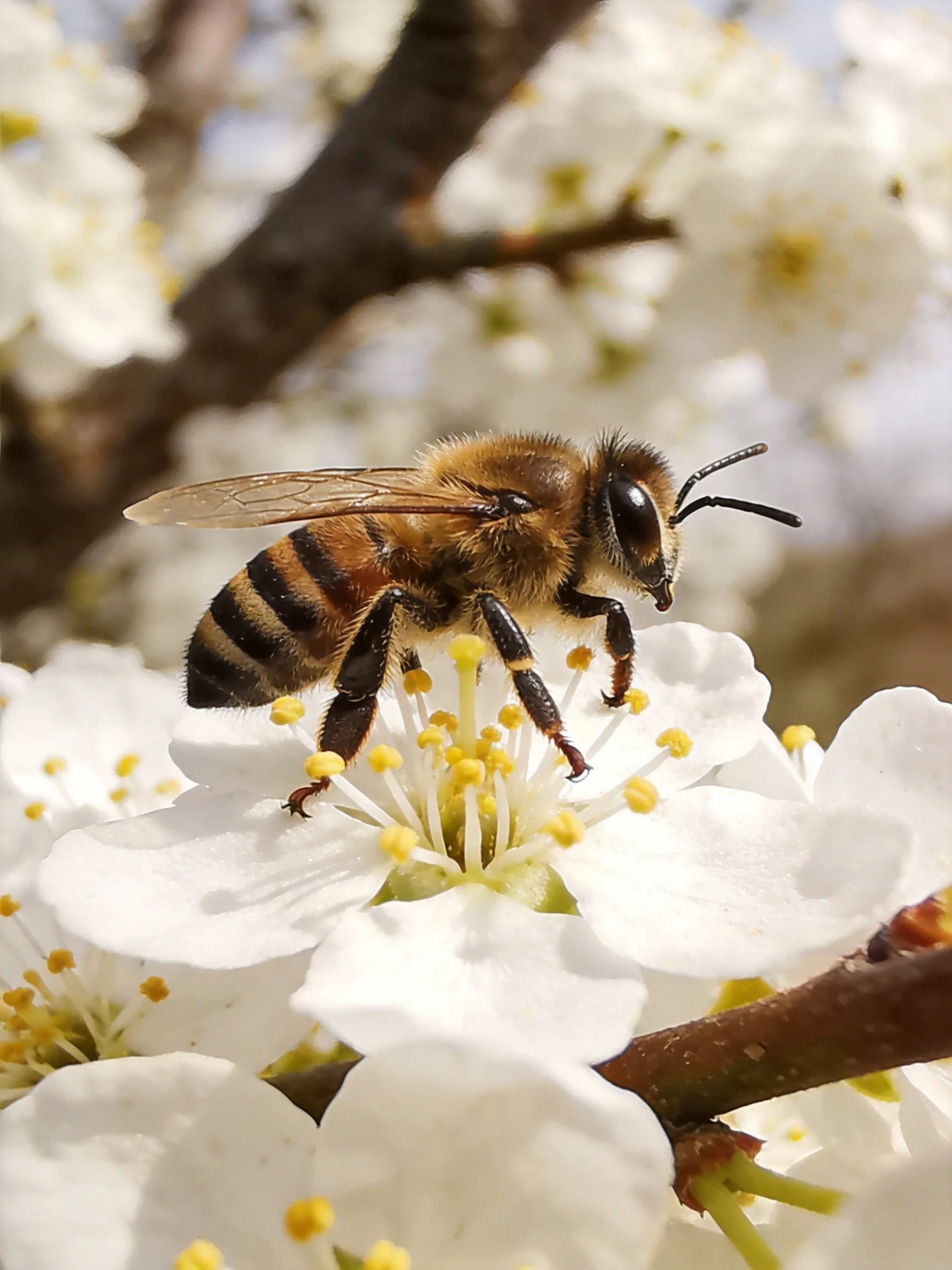 A honeybee perched on white blossoms with yellow stamens