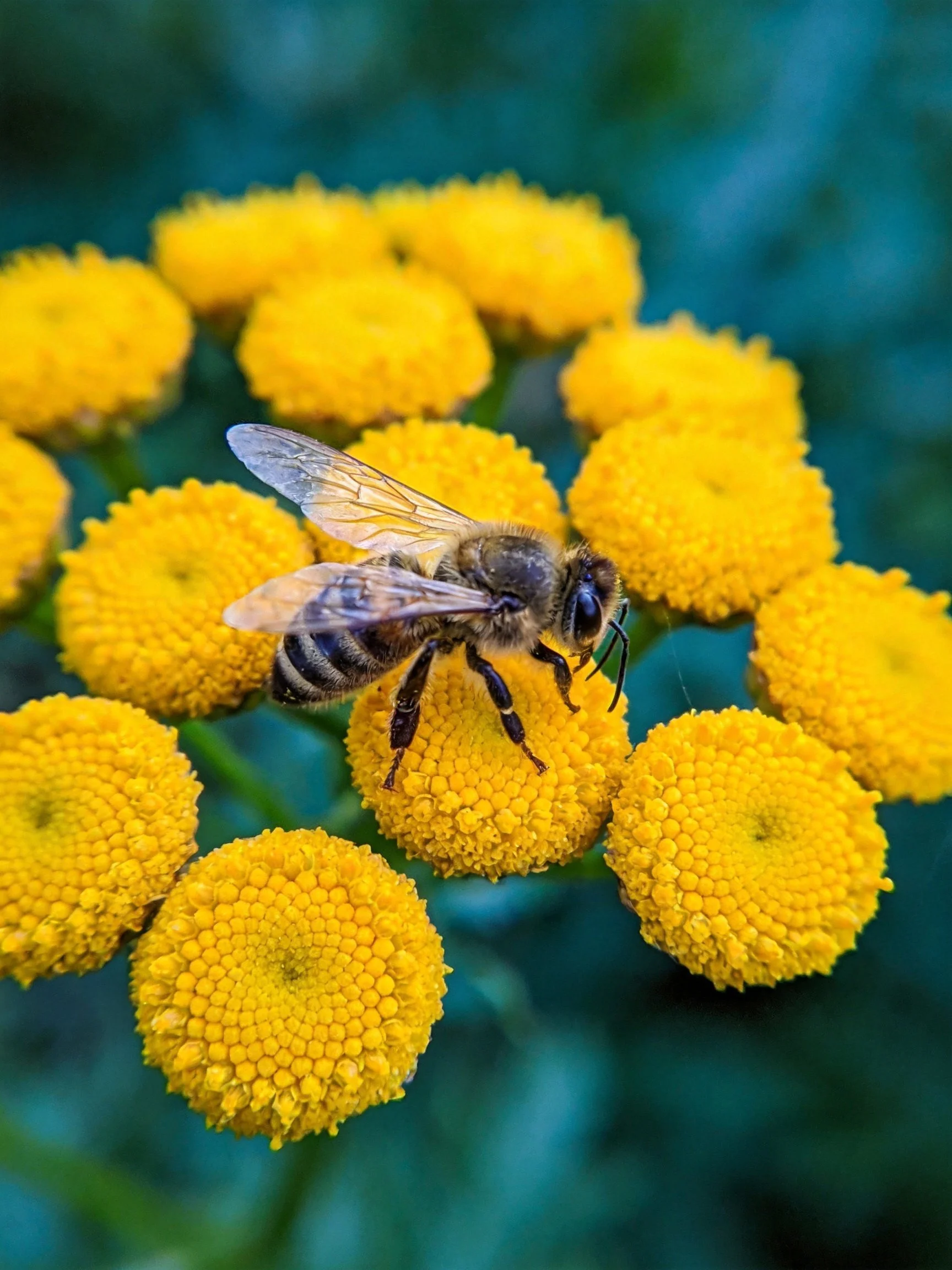 A honeybee perches on bright yellow clustered flowers