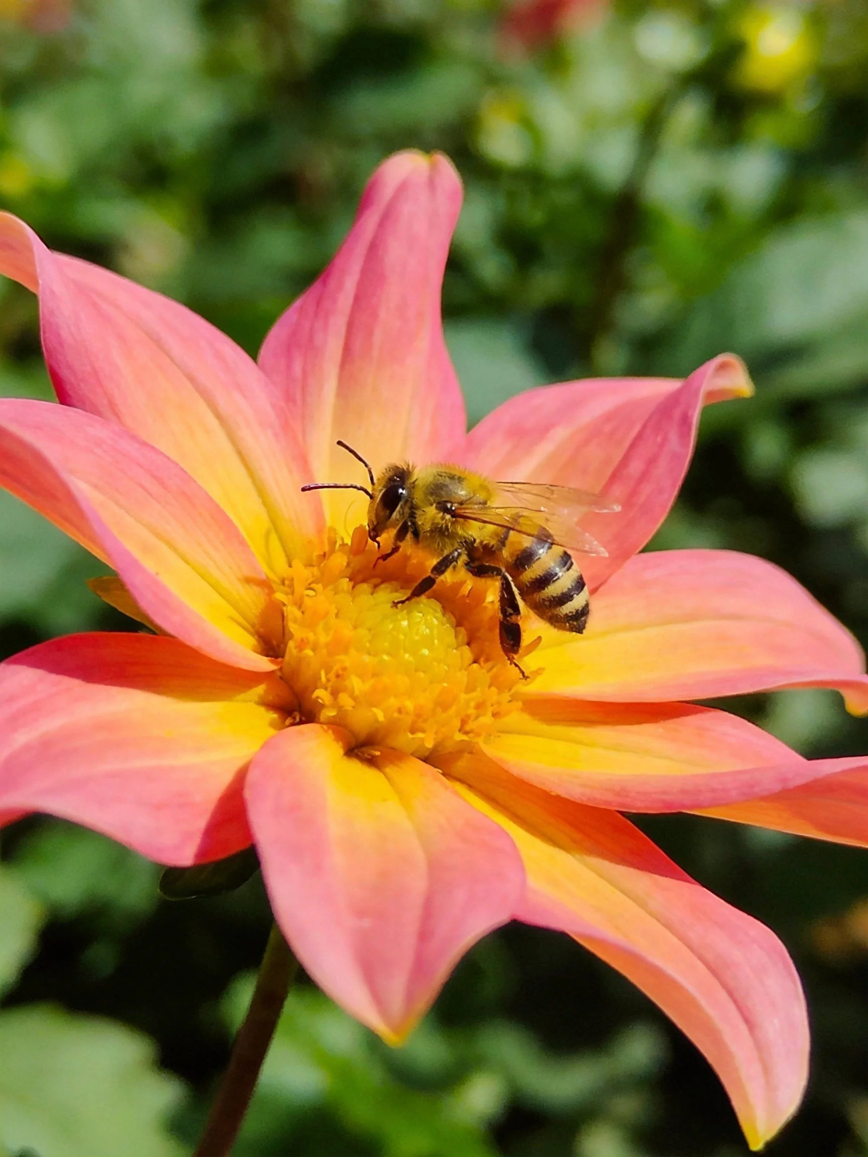 A honeybee pollinates a pink-yellow dahlia flower
