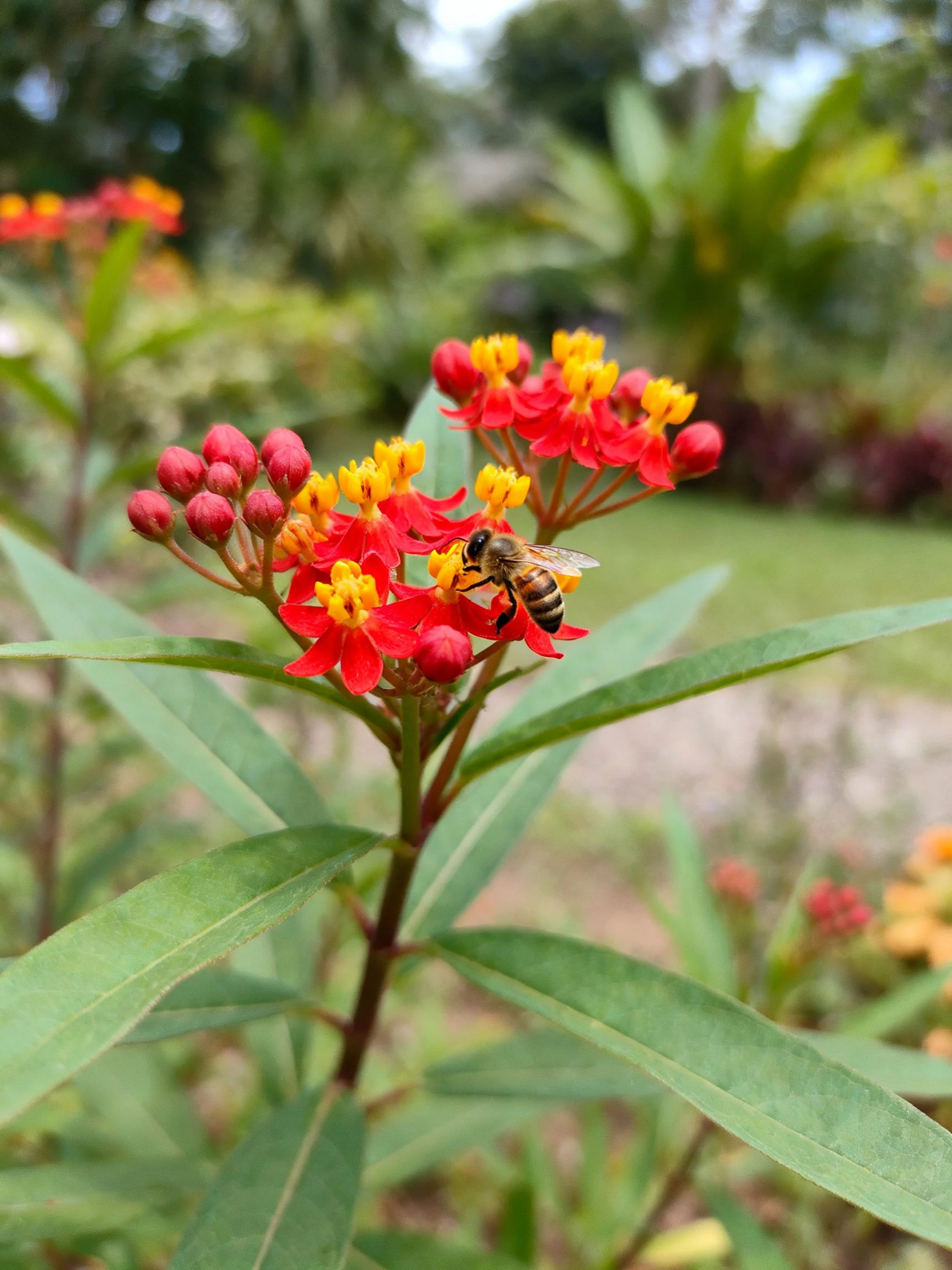 A honeybee pollinates bright red and yellow flowers amid green foliage