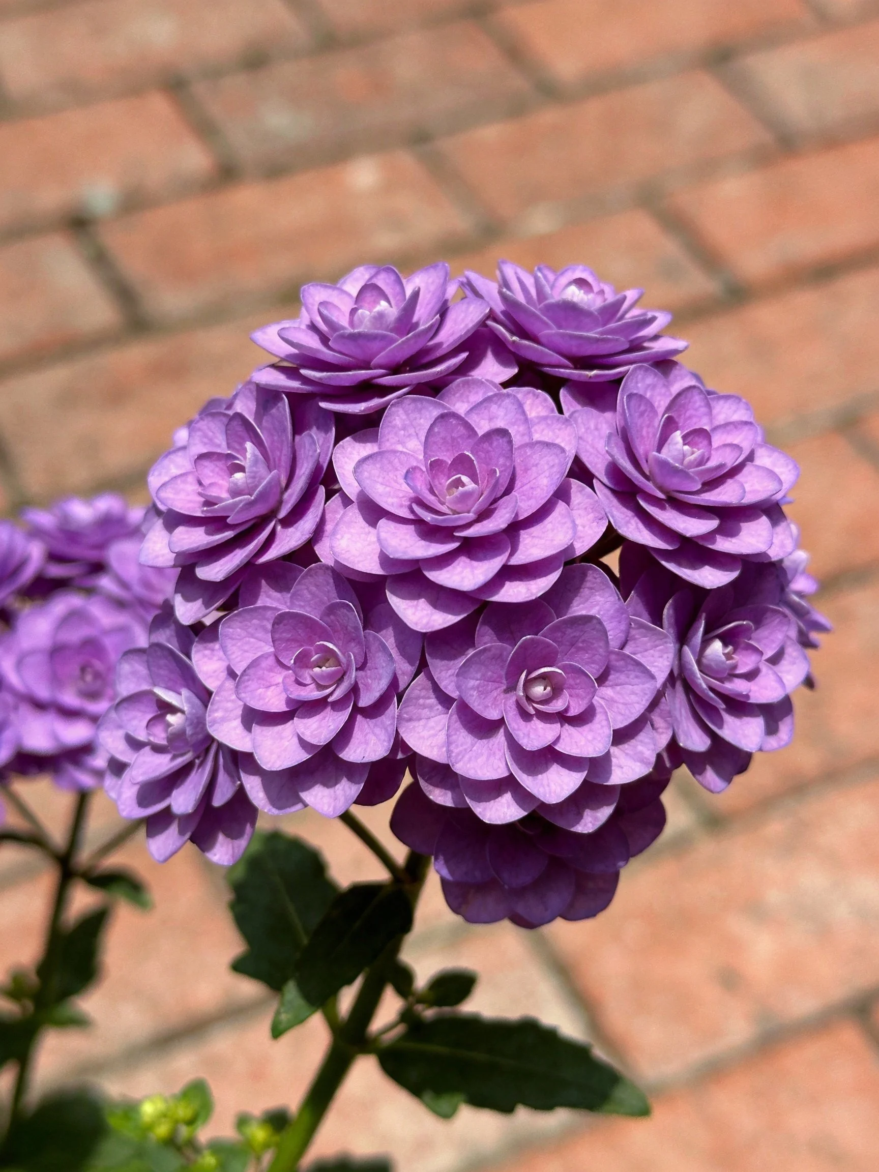 A large cluster of vibrant purple flowers near a brick path