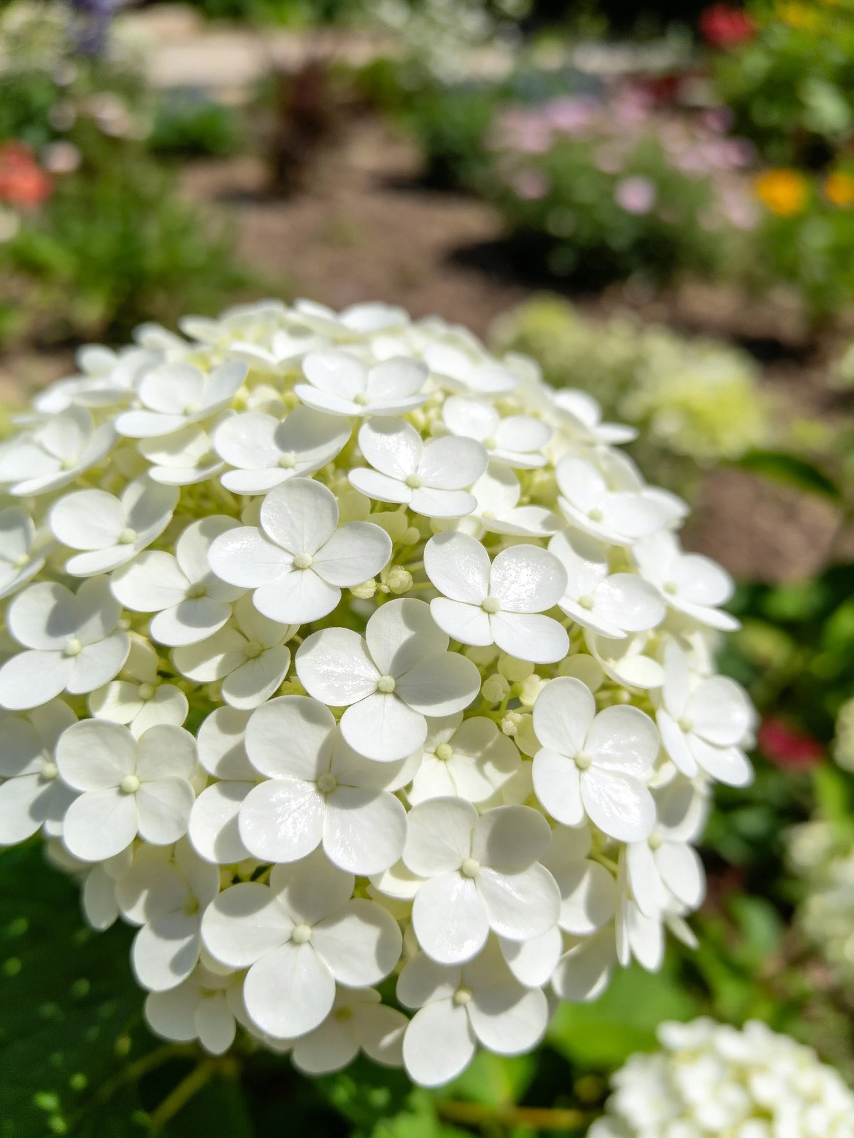 A large cluster of white hydrangeas in a sunlit garden