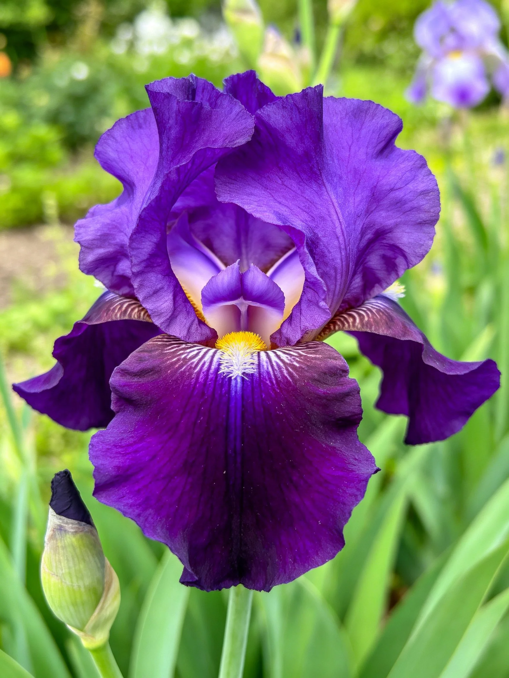 A large deep purple iris blooms in lush green surroundings.