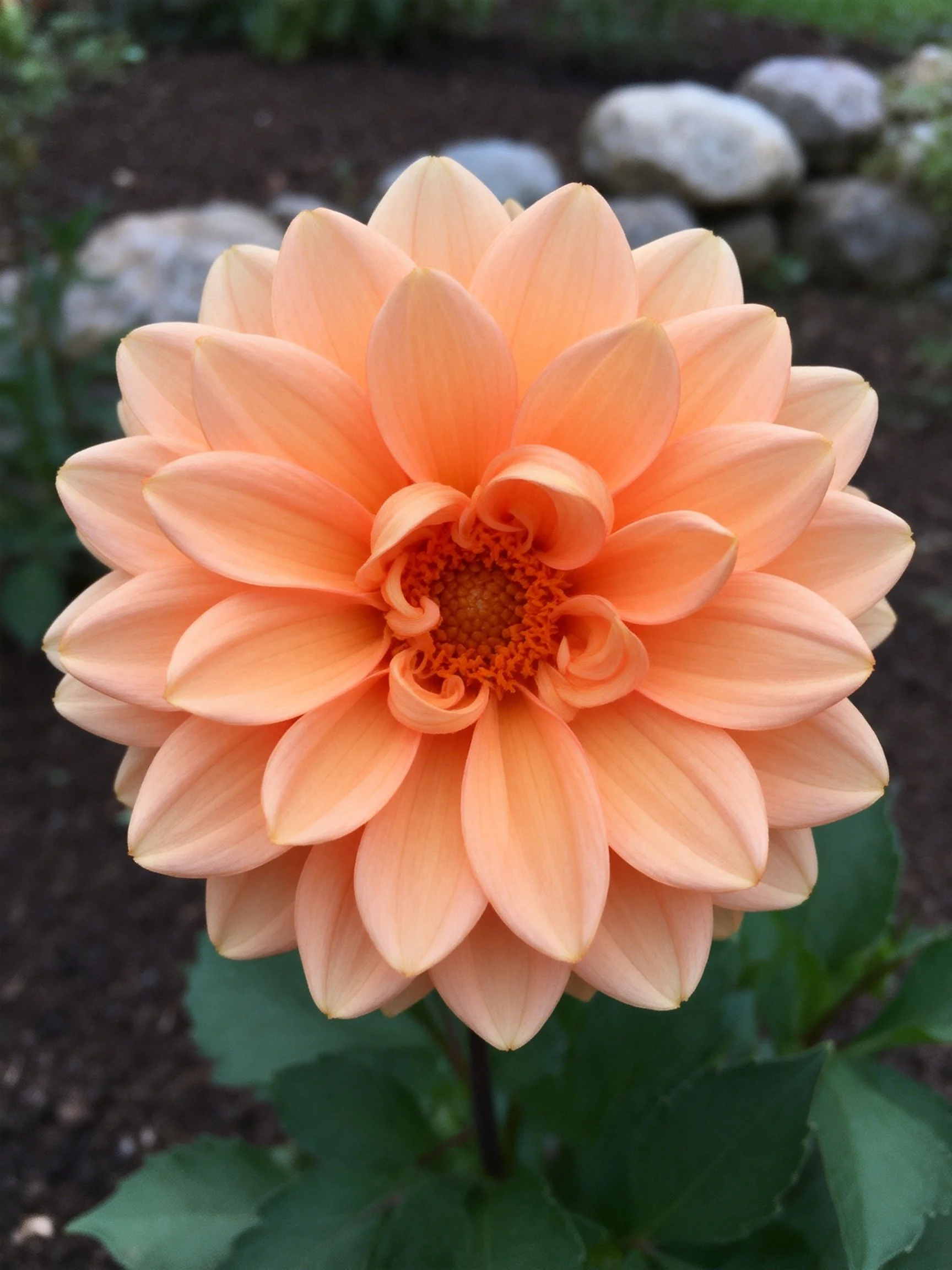 A large orange dahlia with layered petals in a garden setting