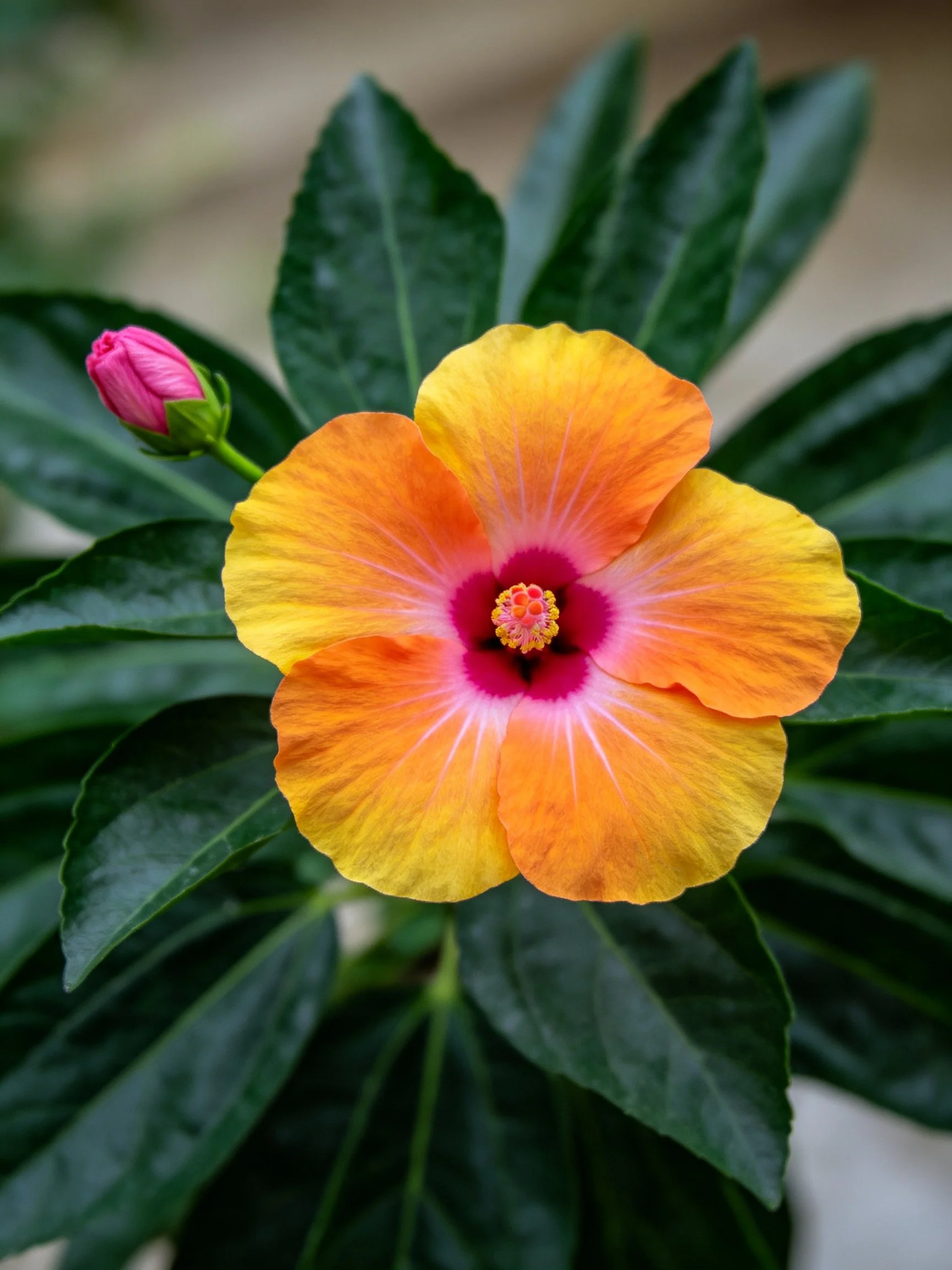 A large orange-yellow hibiscus flower with a pink center and dark green leaves