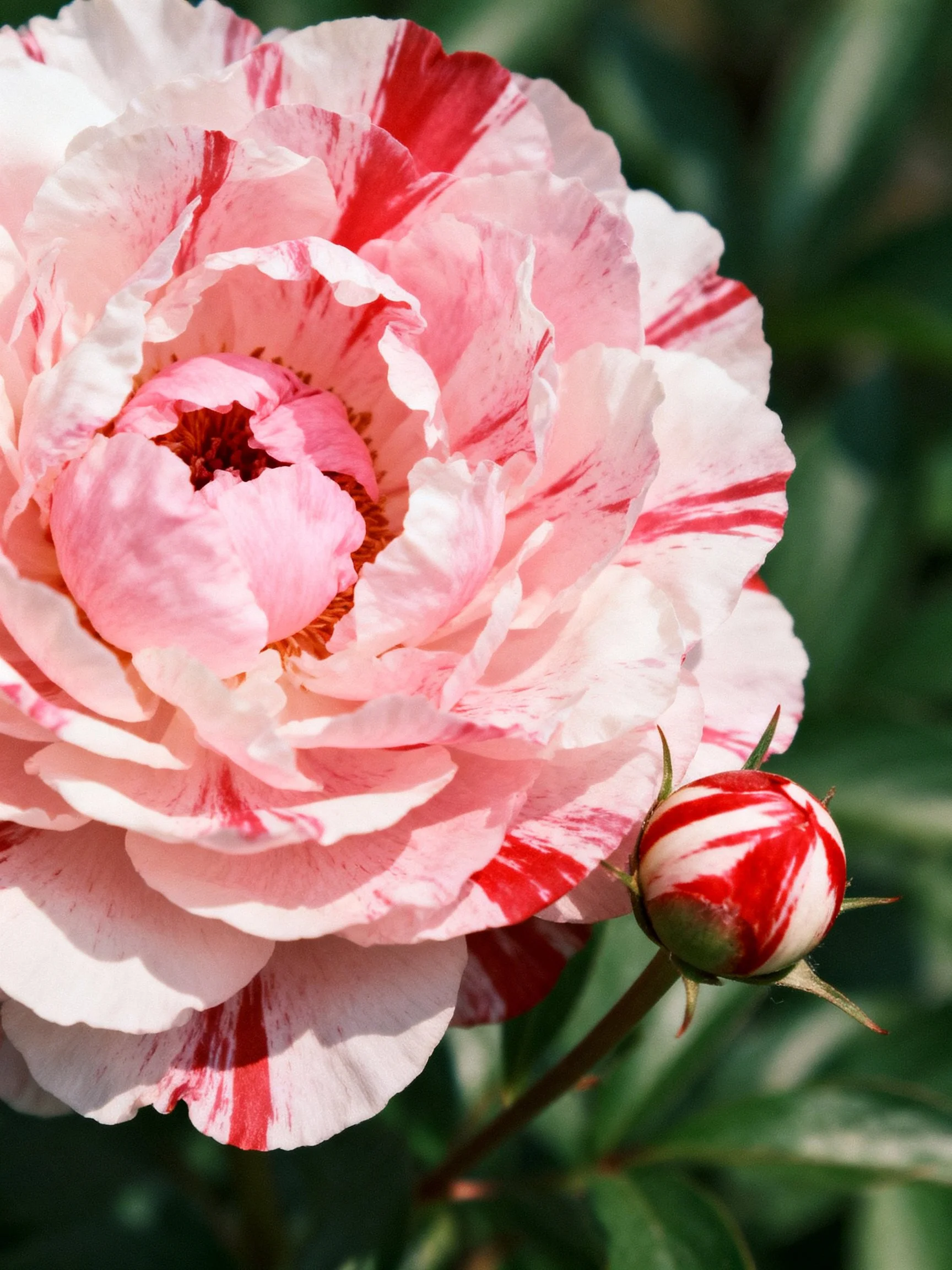 A large pink and red striped peony with a smaller matching bud