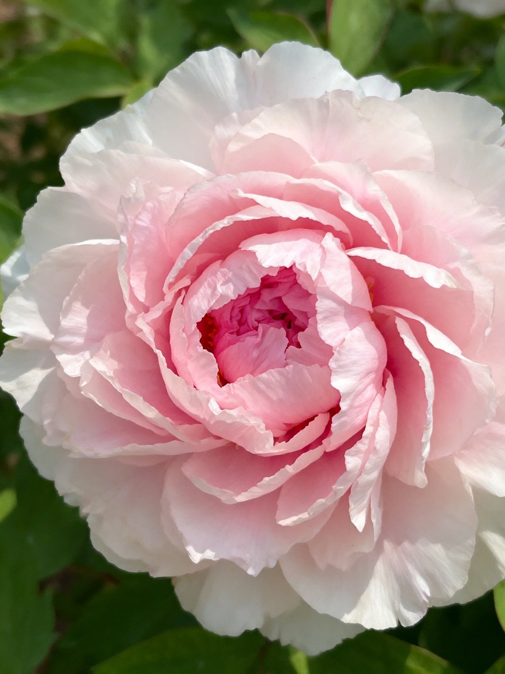 A large pink and white peony flower surrounded by green foliage