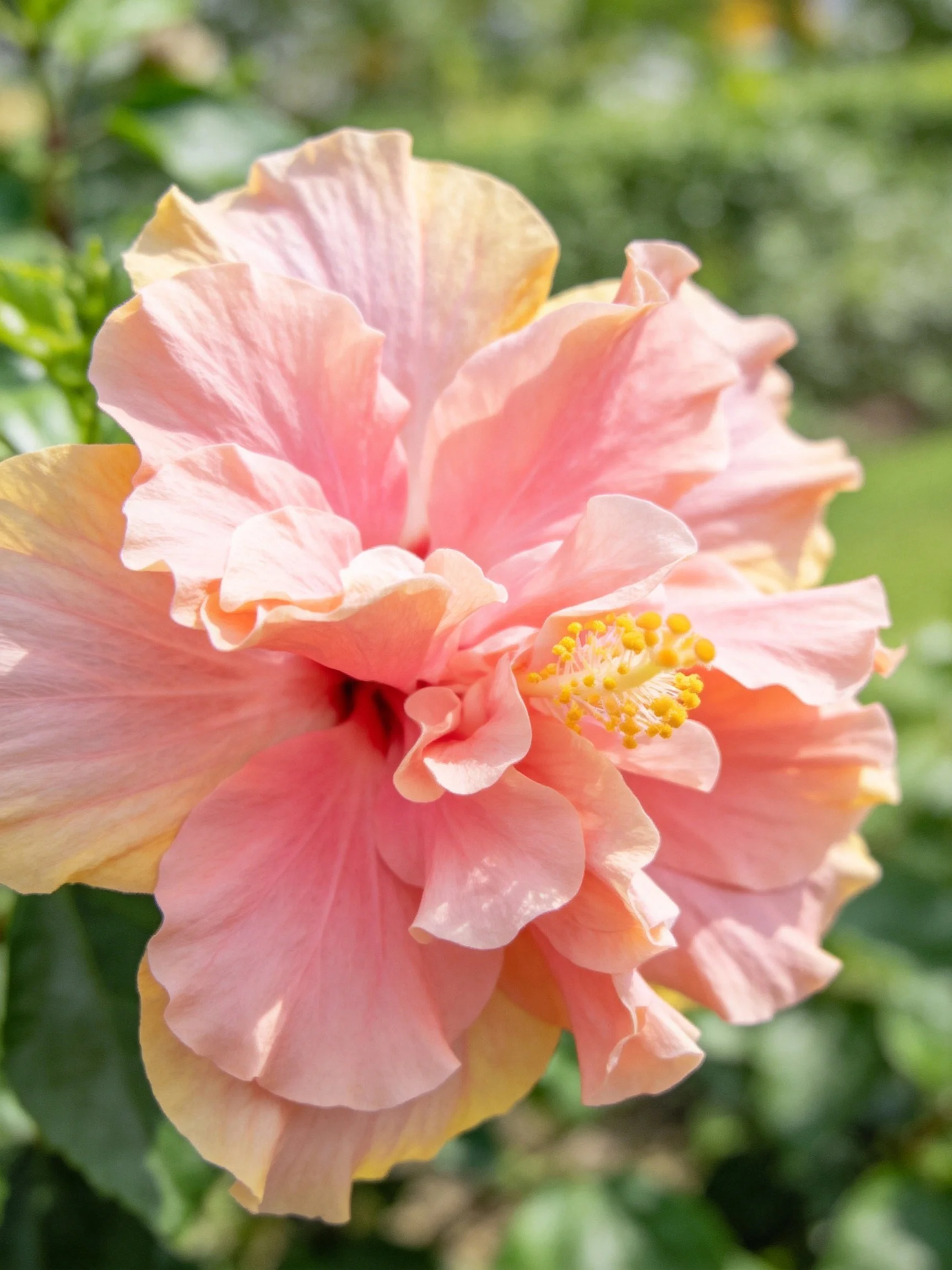 A large pink hibiscus flower with layered petals in a garden