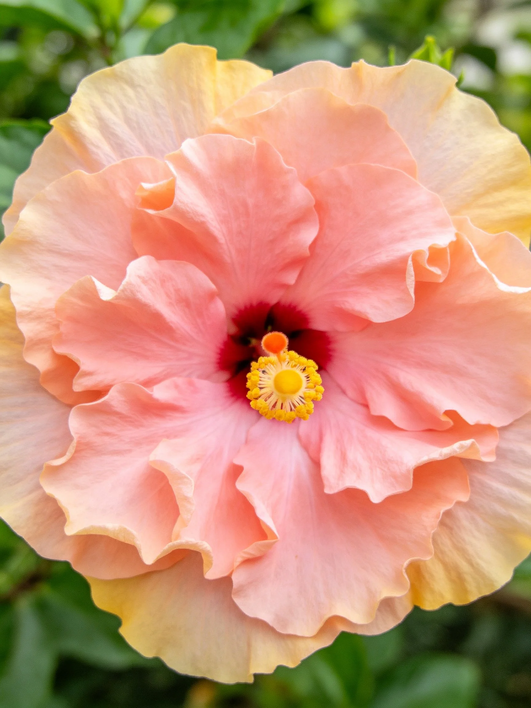 A large pink hibiscus with layered petals and yellow accents