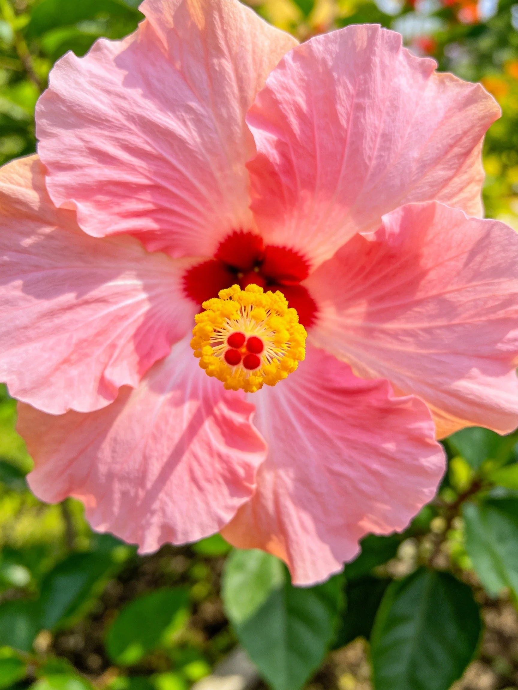 A large pink hibiscus with red and yellow center