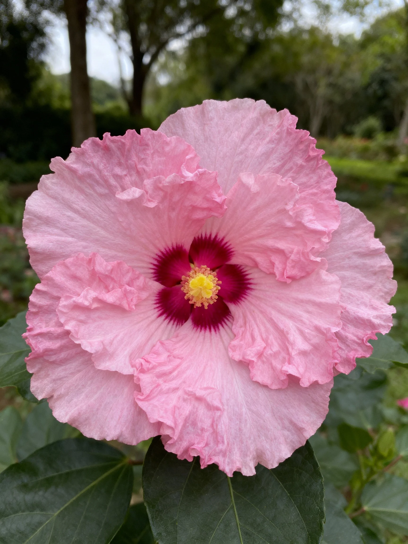 A large pink hibiscus with ruffled petals and a dark red center