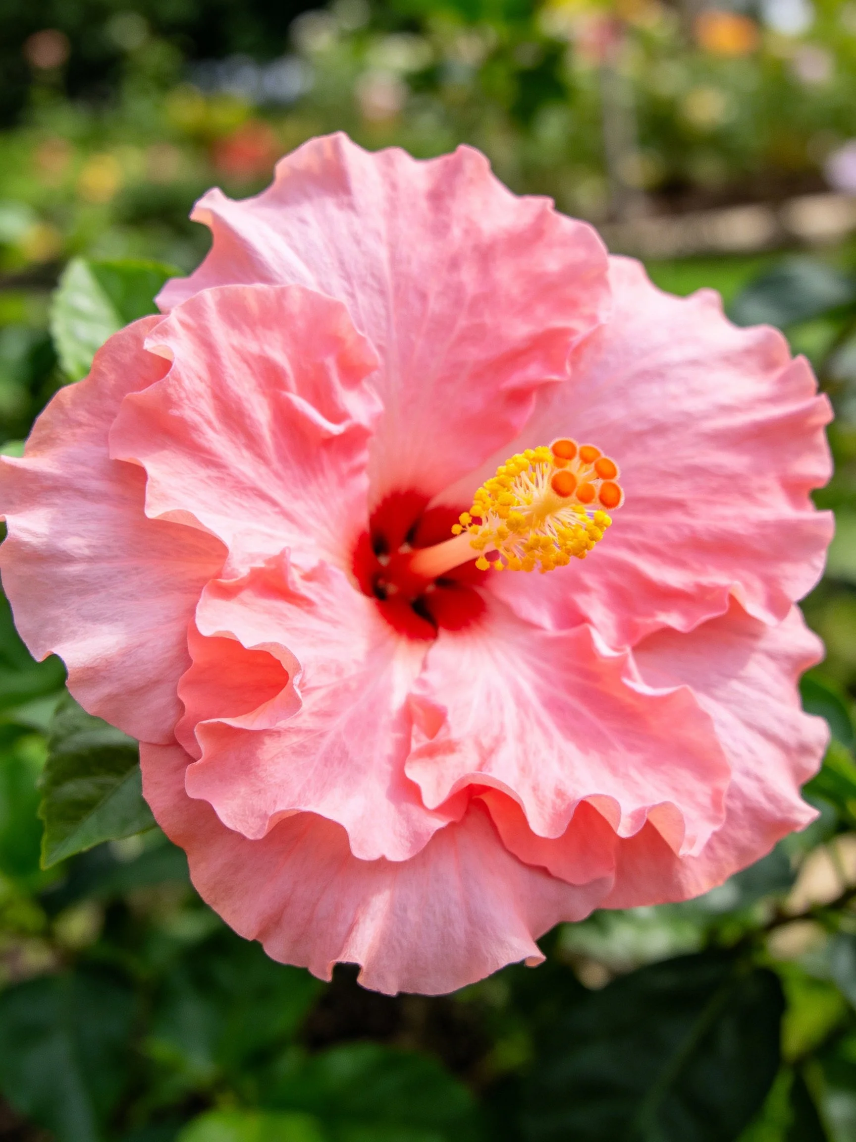A large pink hibiscus with ruffled petals and vibrant stamens