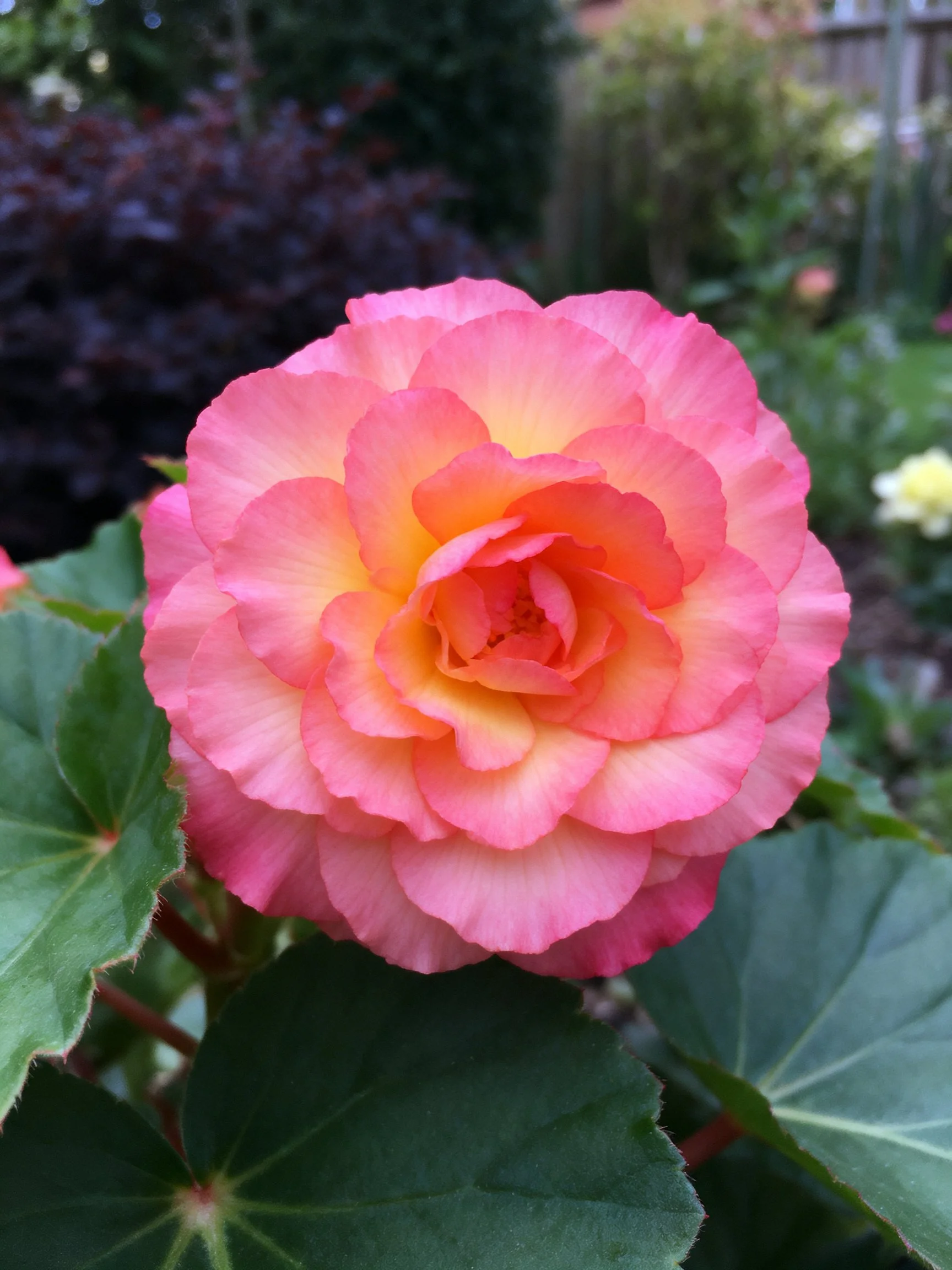 A large pink-orange begonia flower surrounded by garden foliage