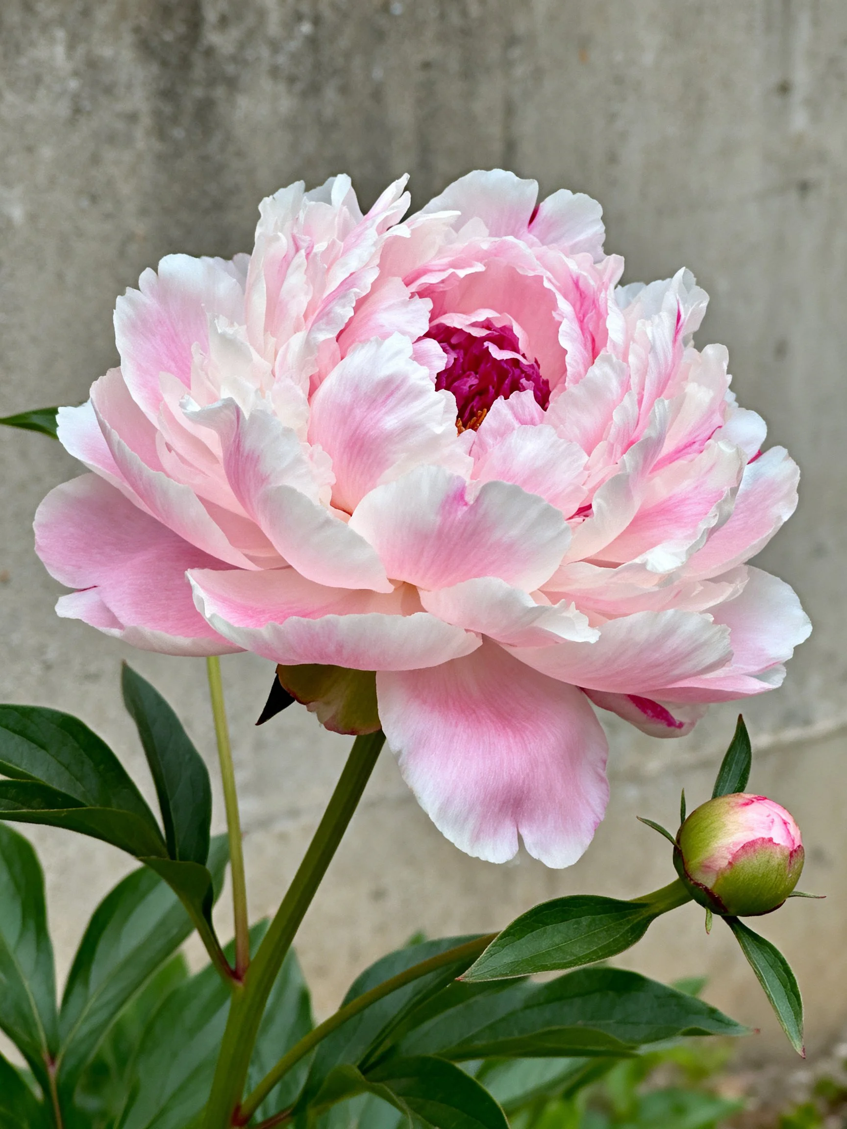 A large pink peony blooms beside a small unopened bud