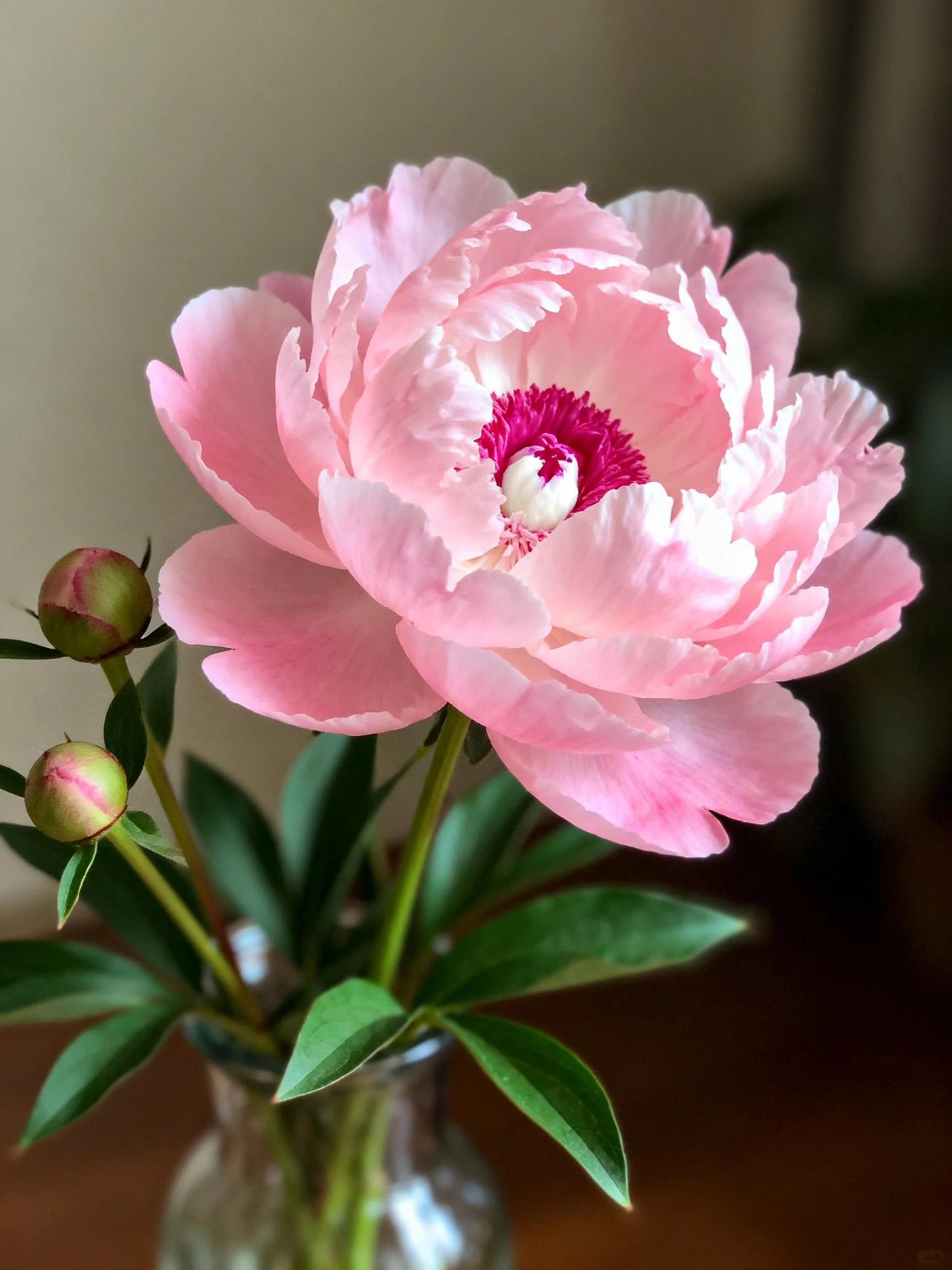 A large pink peony in bloom with two unopened buds in a glass vase