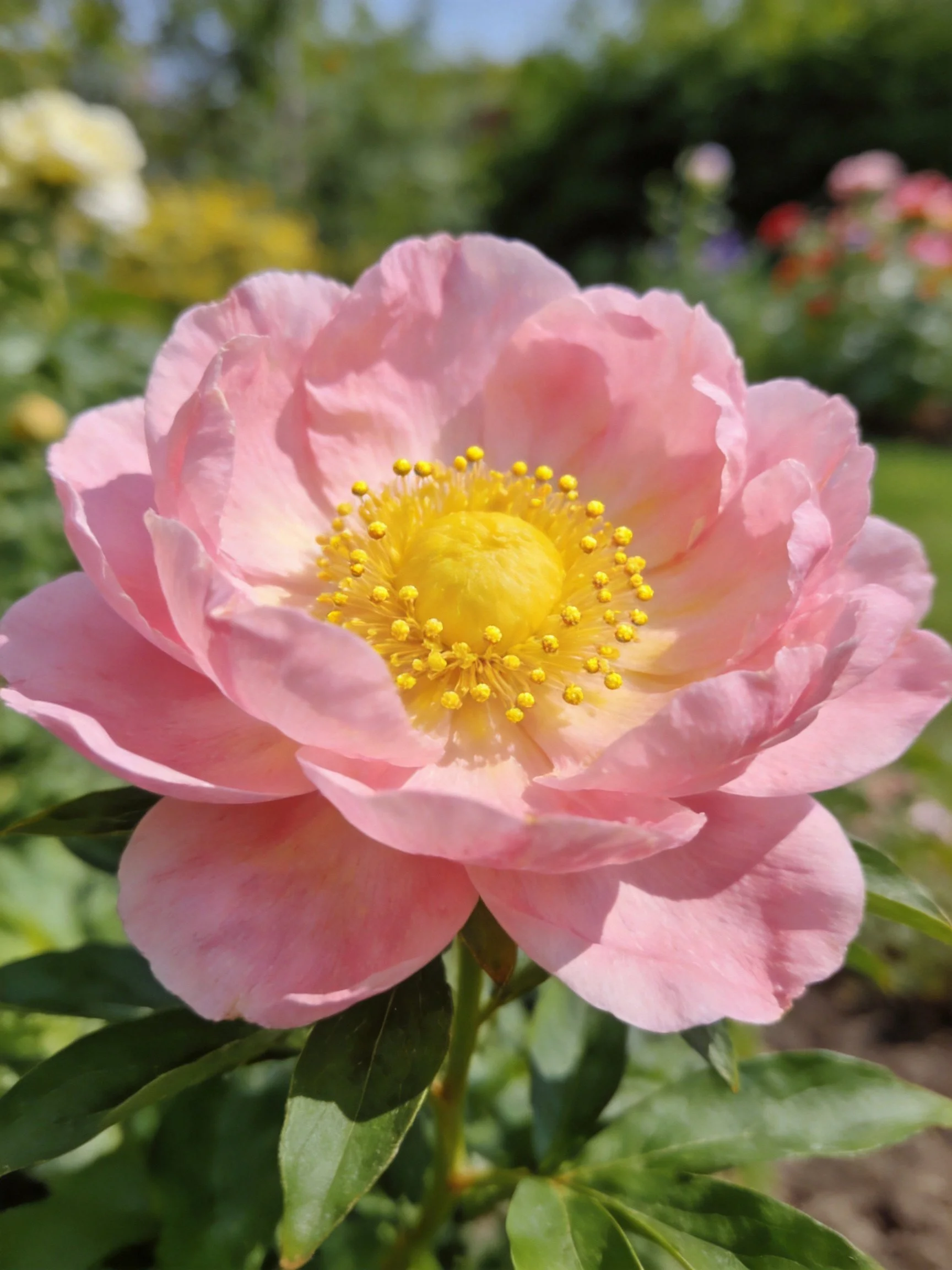 A large pink peony with bright yellow center