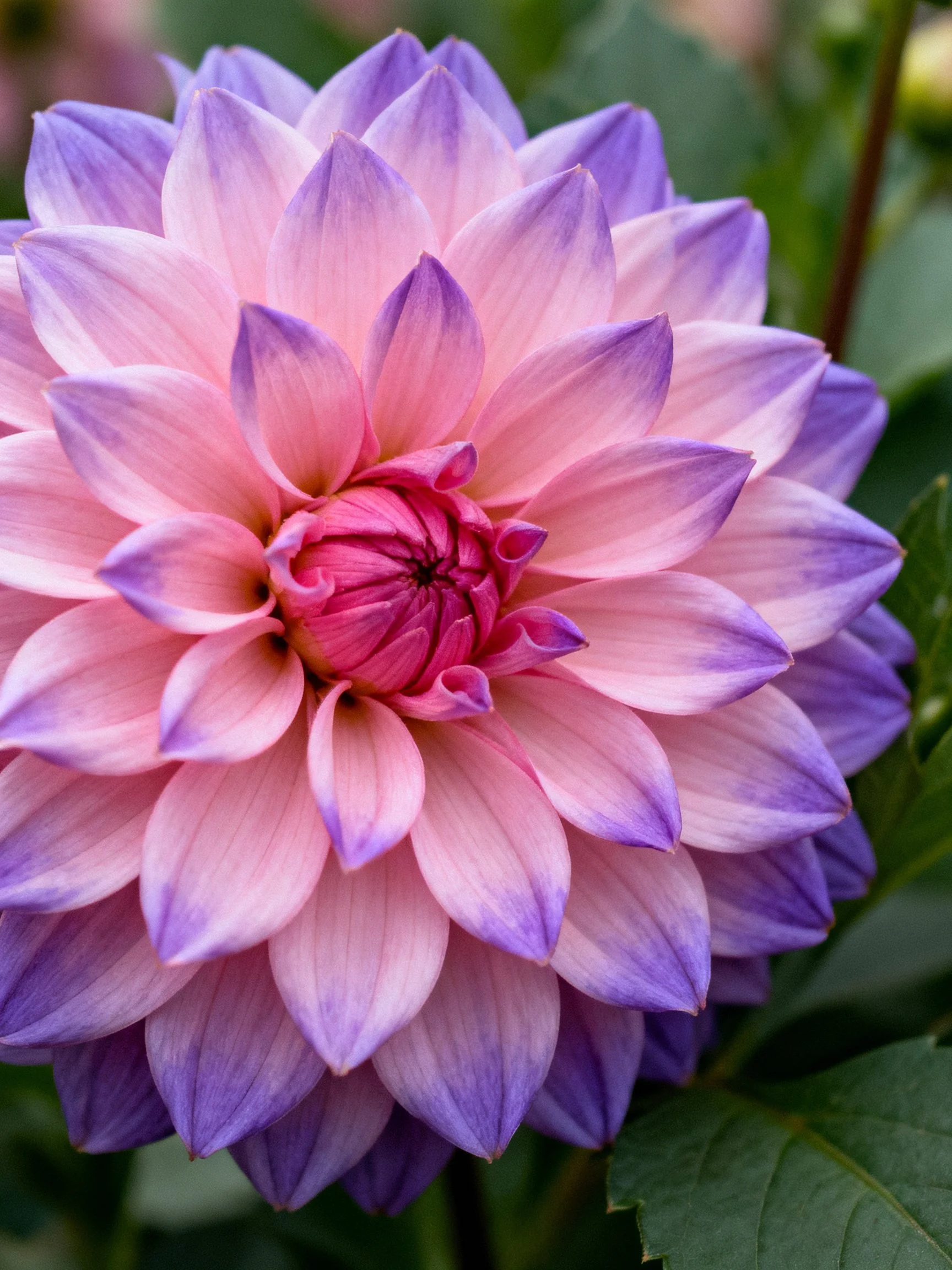 A large pink-purple gradient dahlia with layered petals