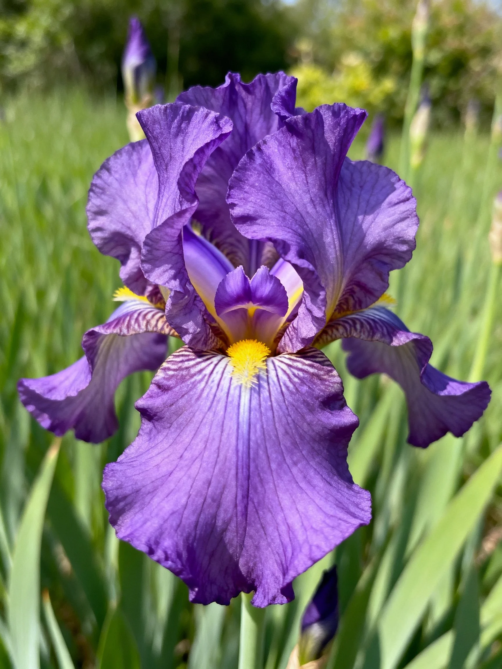 A large purple iris blooms with ruffled petals and a yellow center
