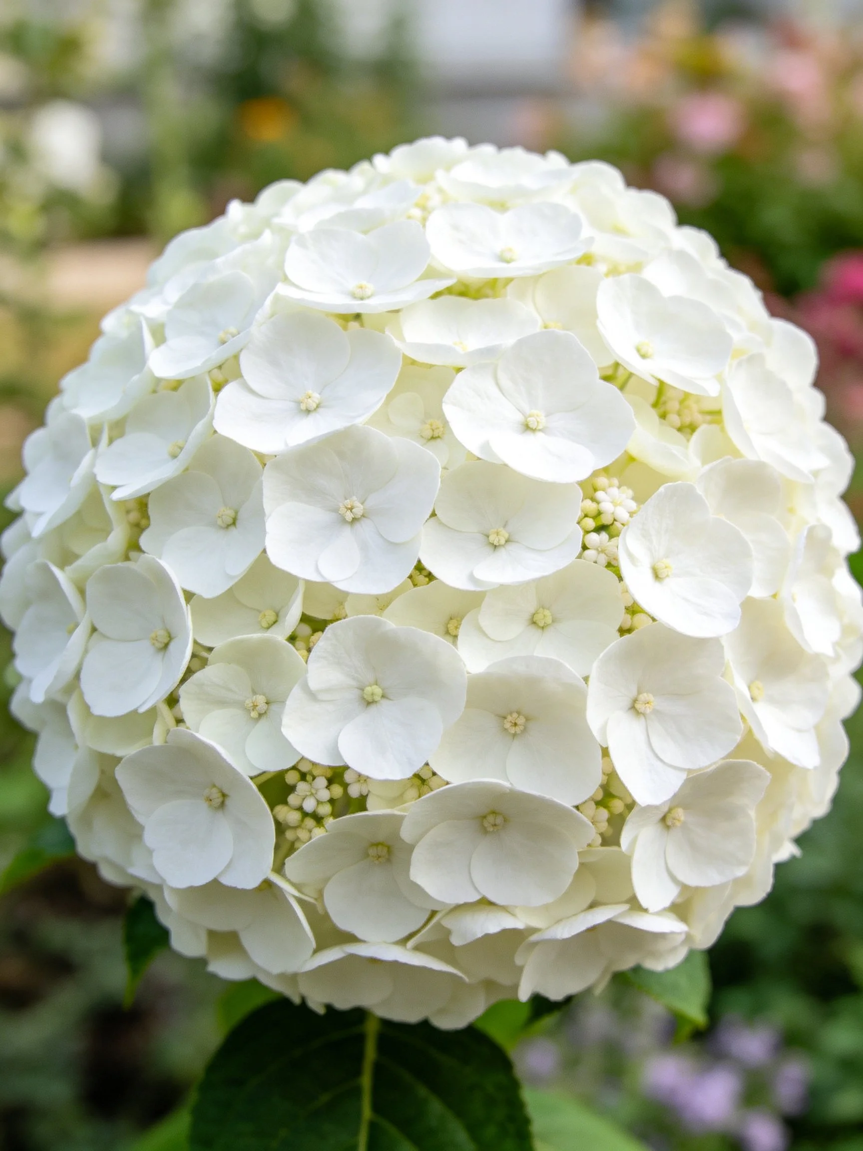 A large spherical cluster of pristine white hydrangea blooms
