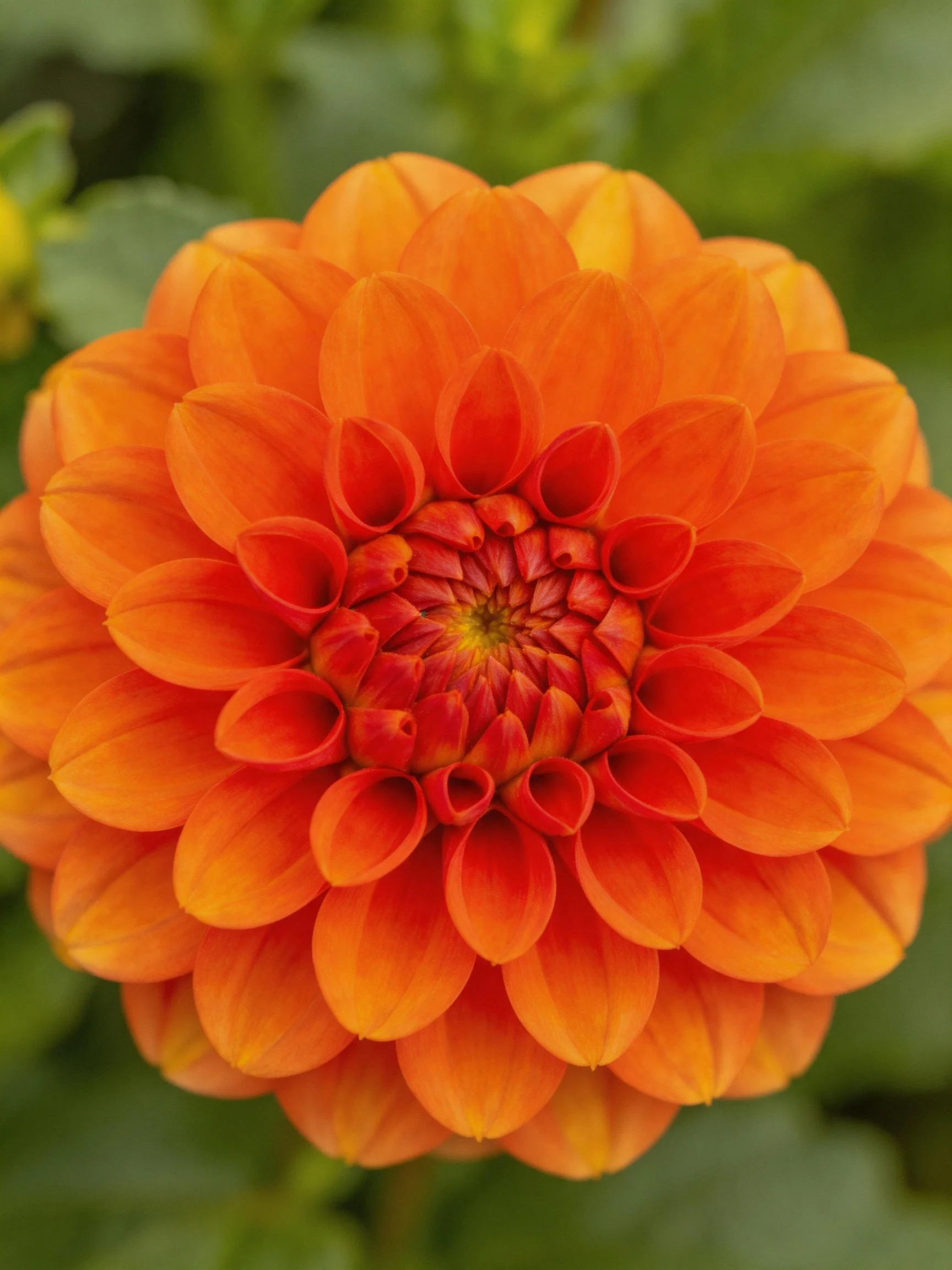 A large vibrant orange dahlia with layered petals